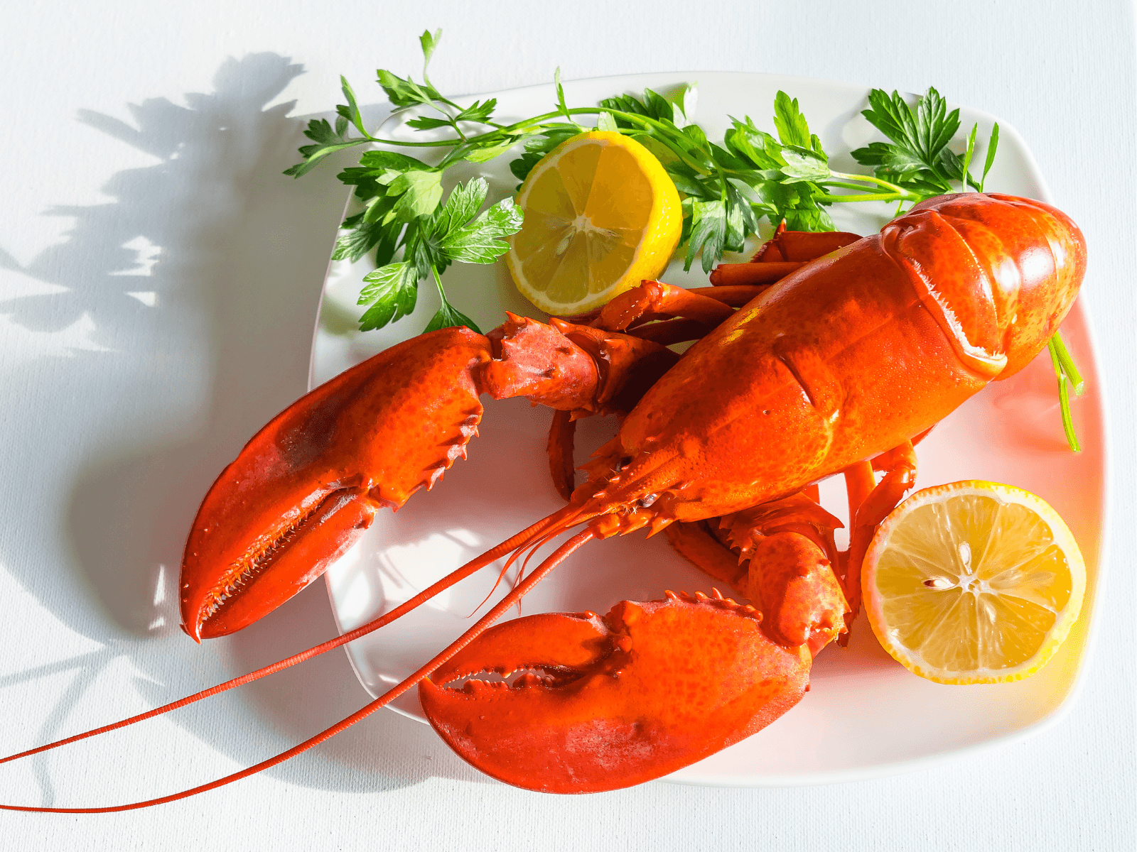 Live Maine Lobster (Size 1.4-1.69lb/each)