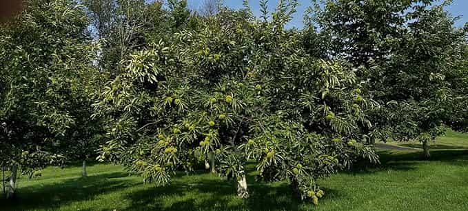 Product thumbnail #4