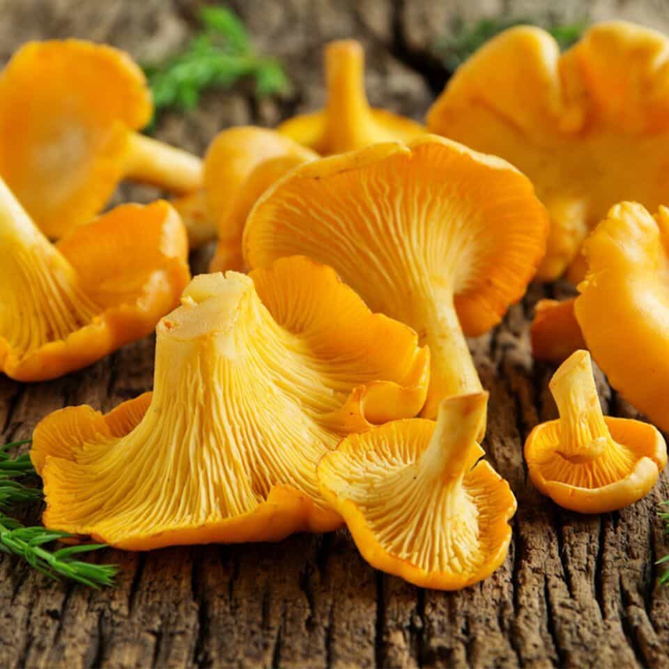 Fresh Chanterelles, 1 lb.