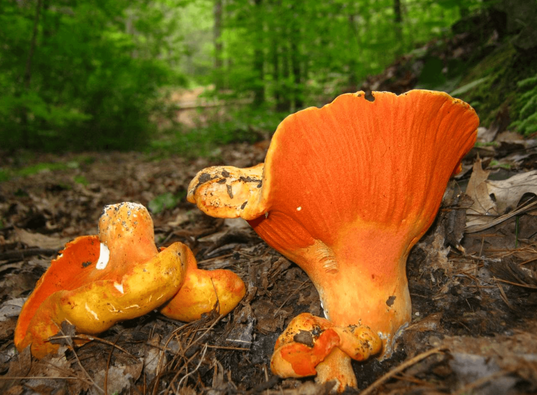 Lobster Mushrooms, 1 lb.