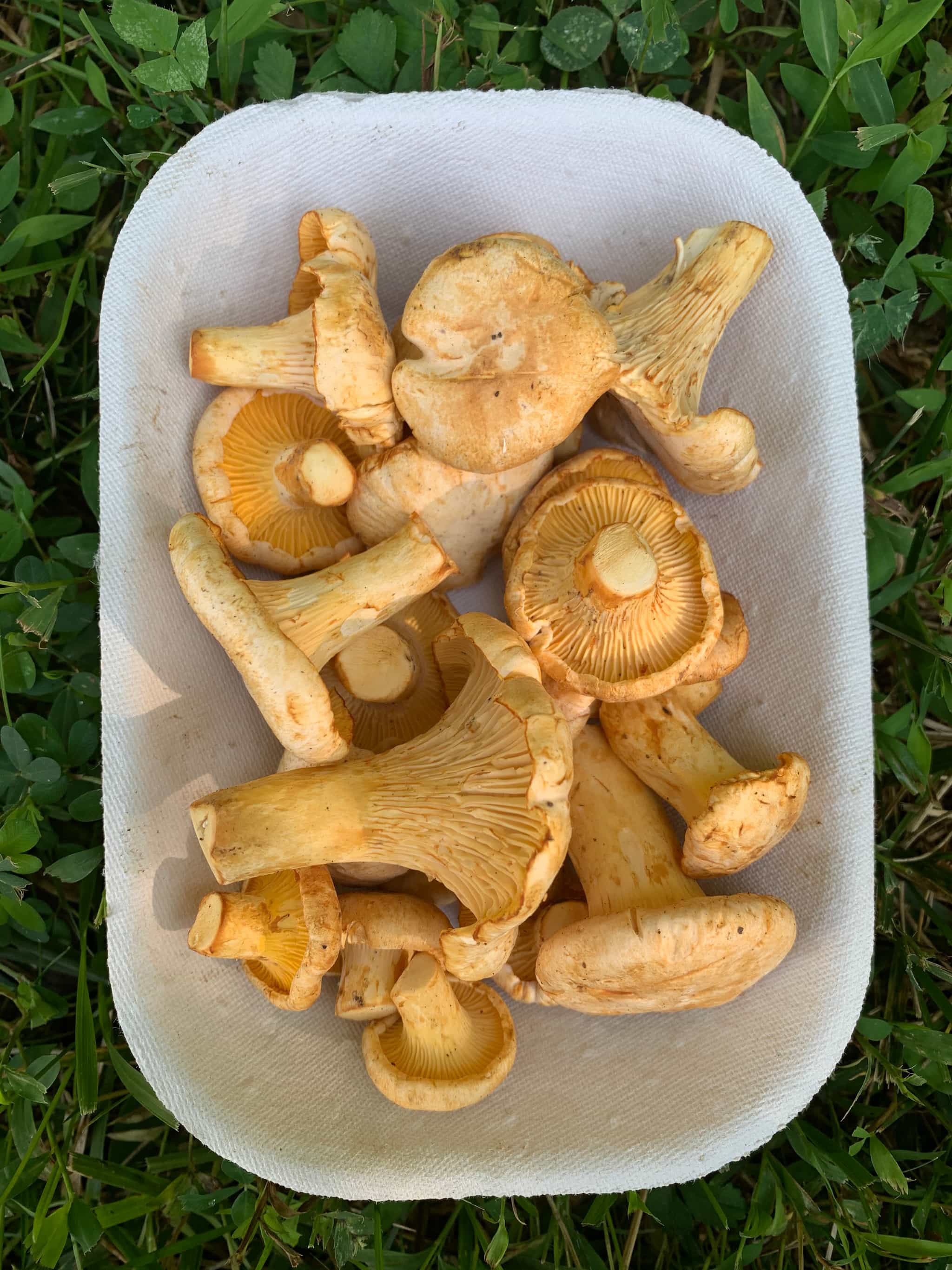 Fresh Chanterelles