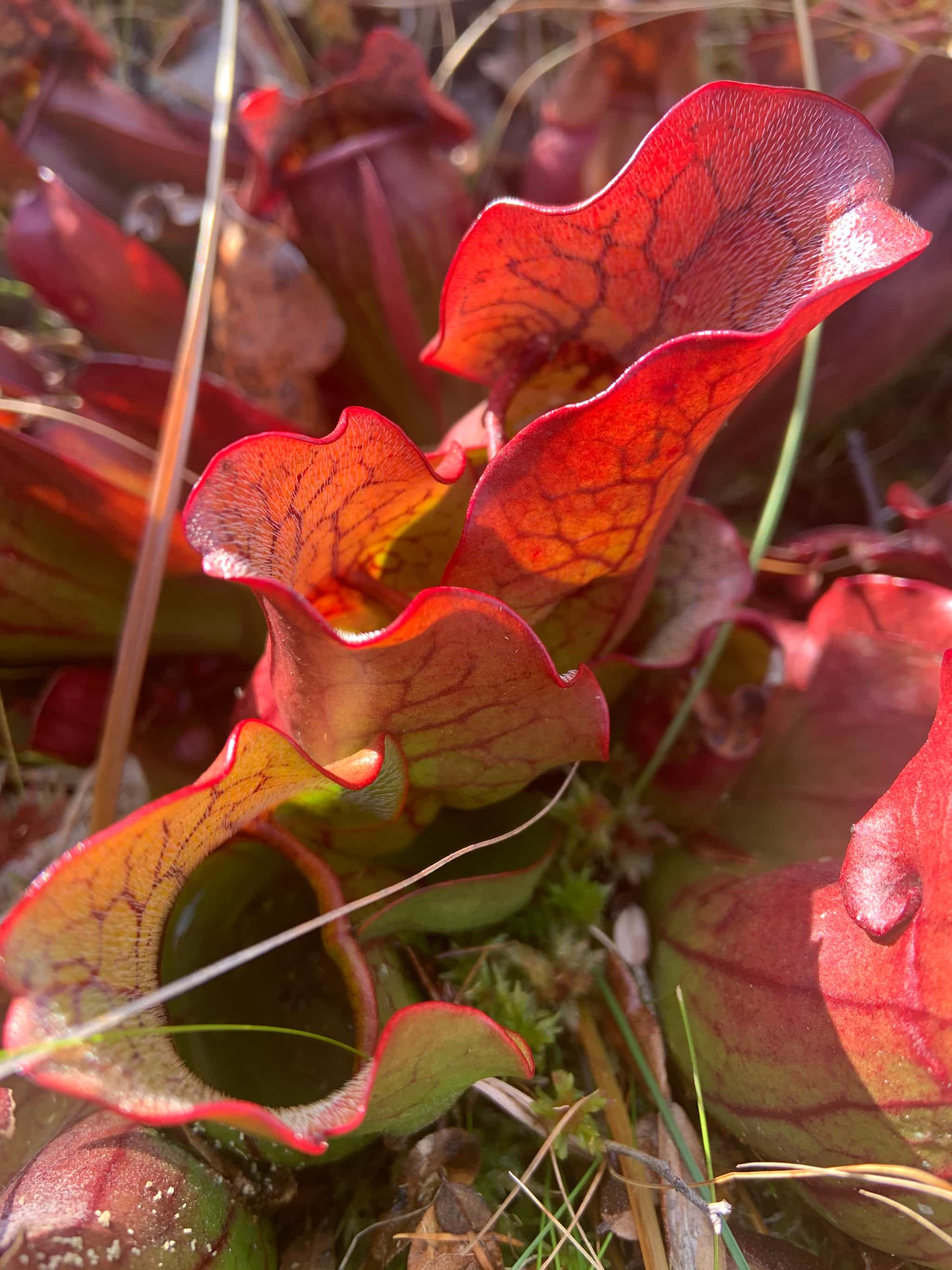 Product thumbnail #5