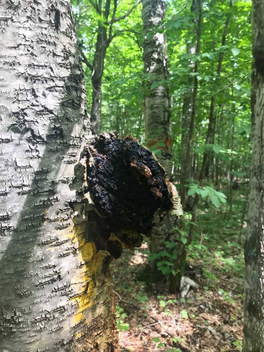 Product thumbnail #3