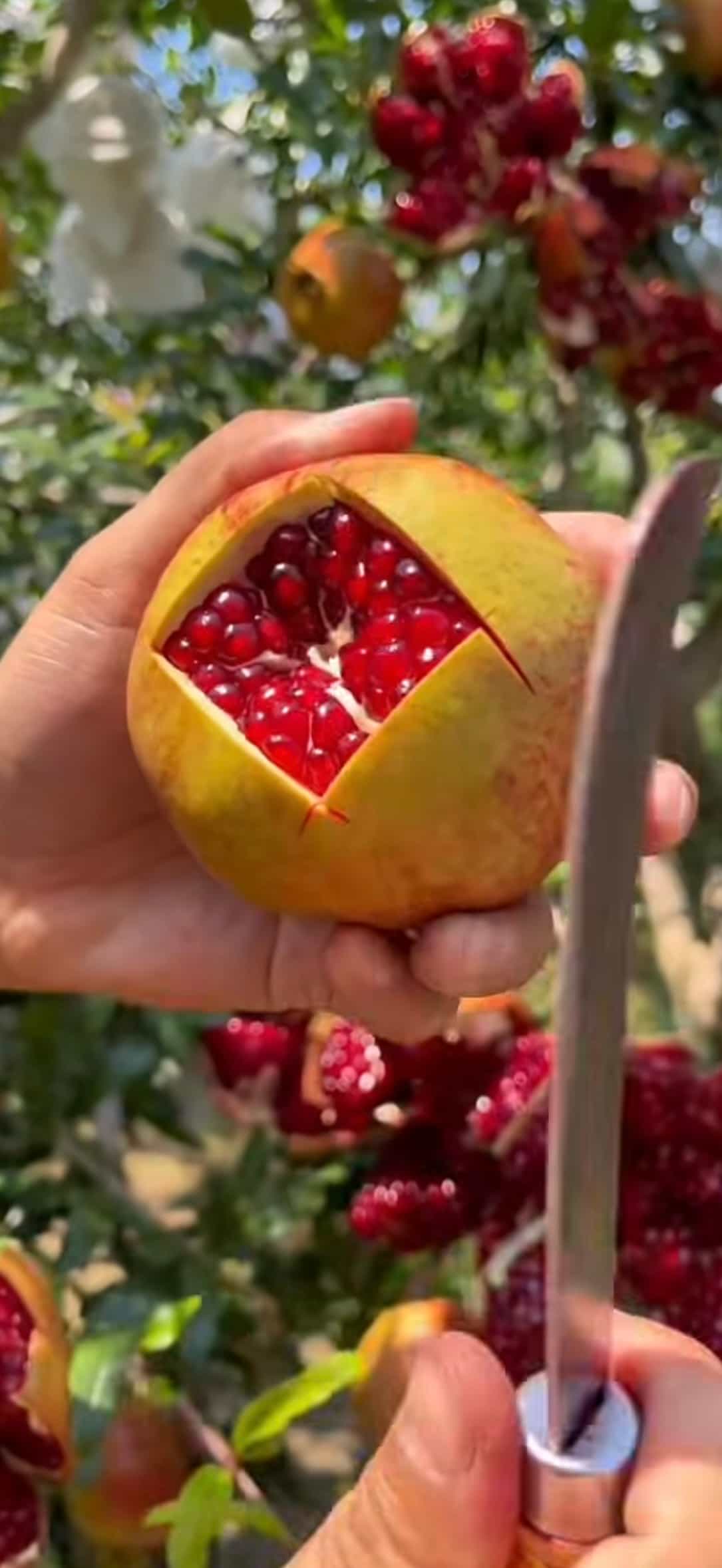 Product thumbnail #7