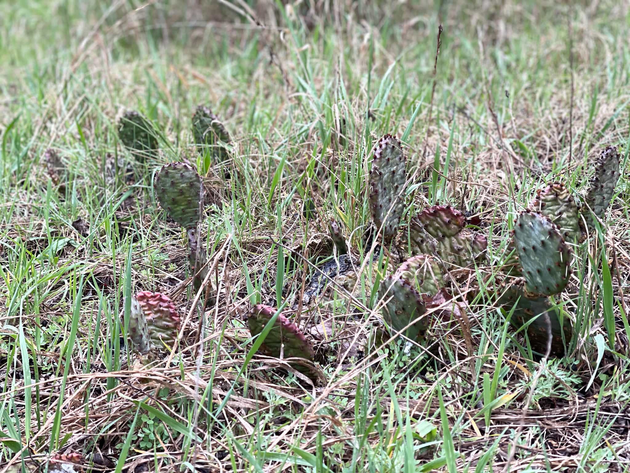 Large Living Eastern Prickly Pear Plant