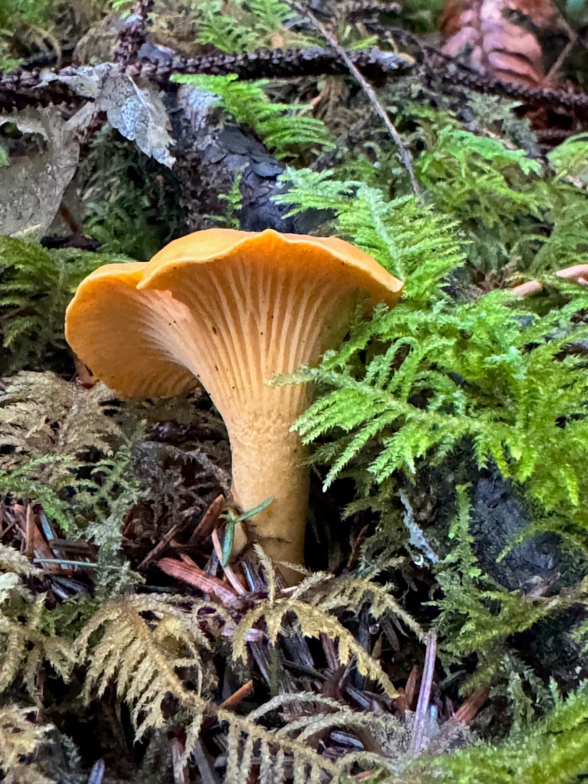 Wild Chanterelle Mushroom Powder Foraged