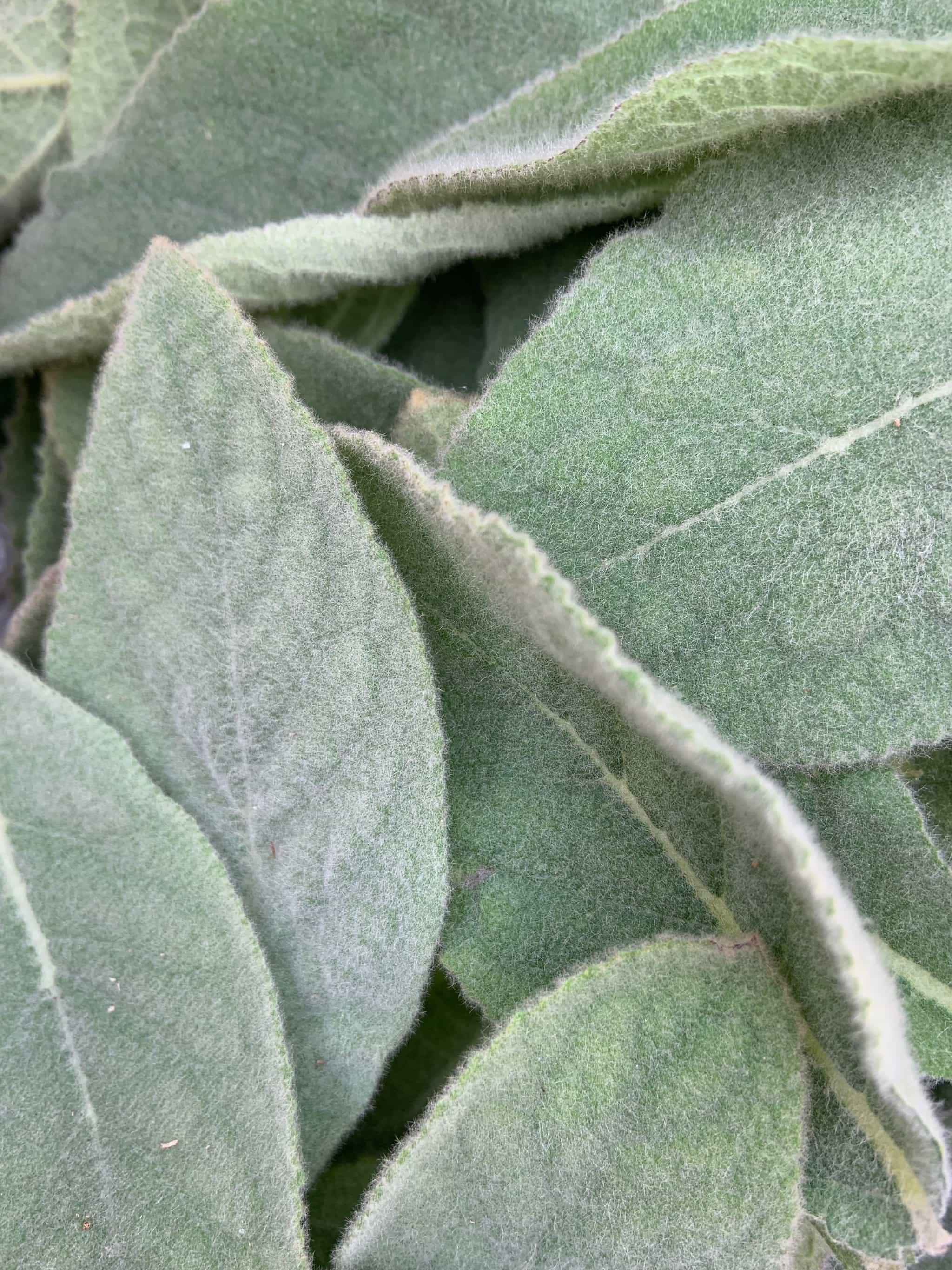 Product thumbnail #2