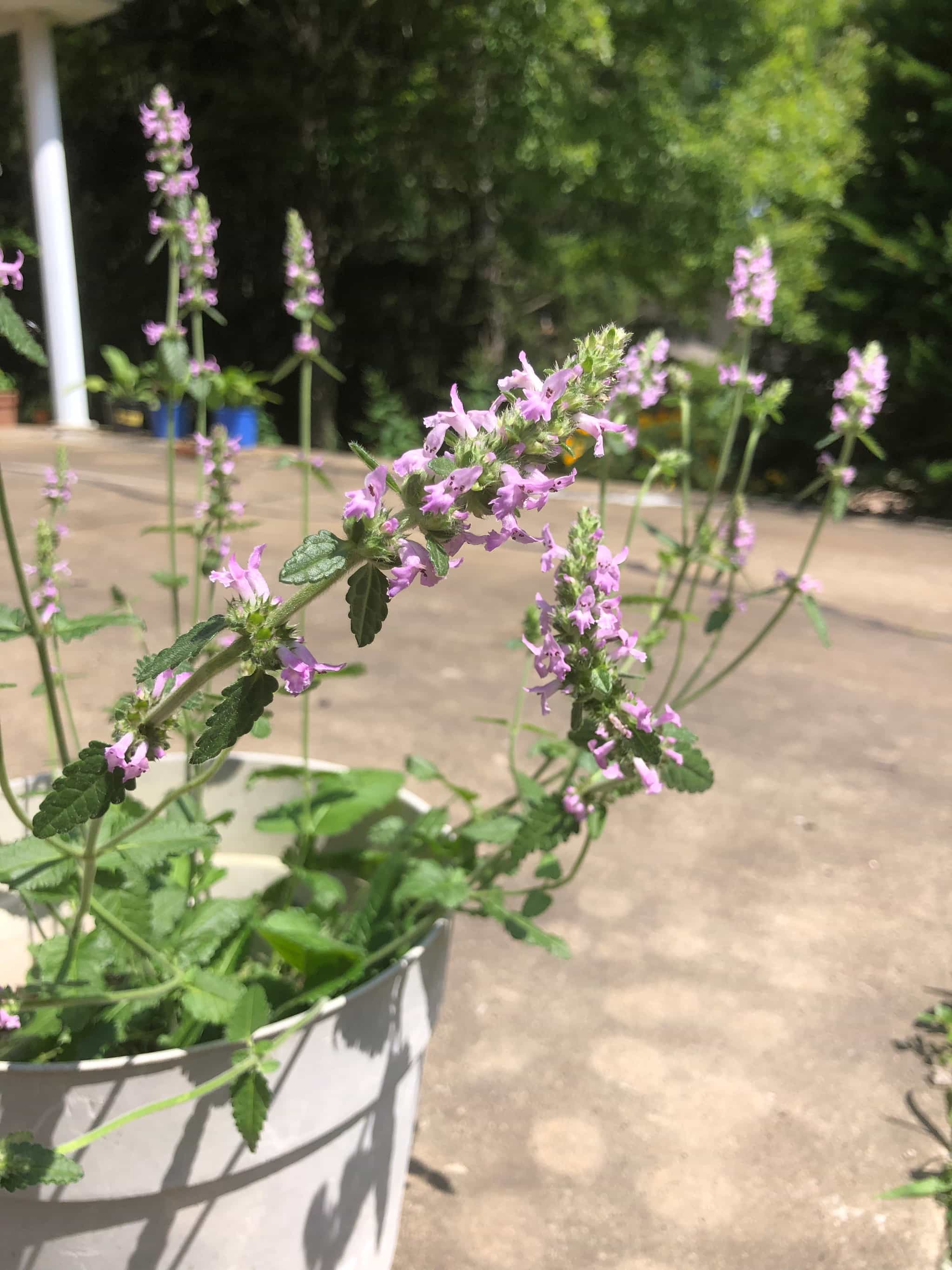 Product thumbnail #3