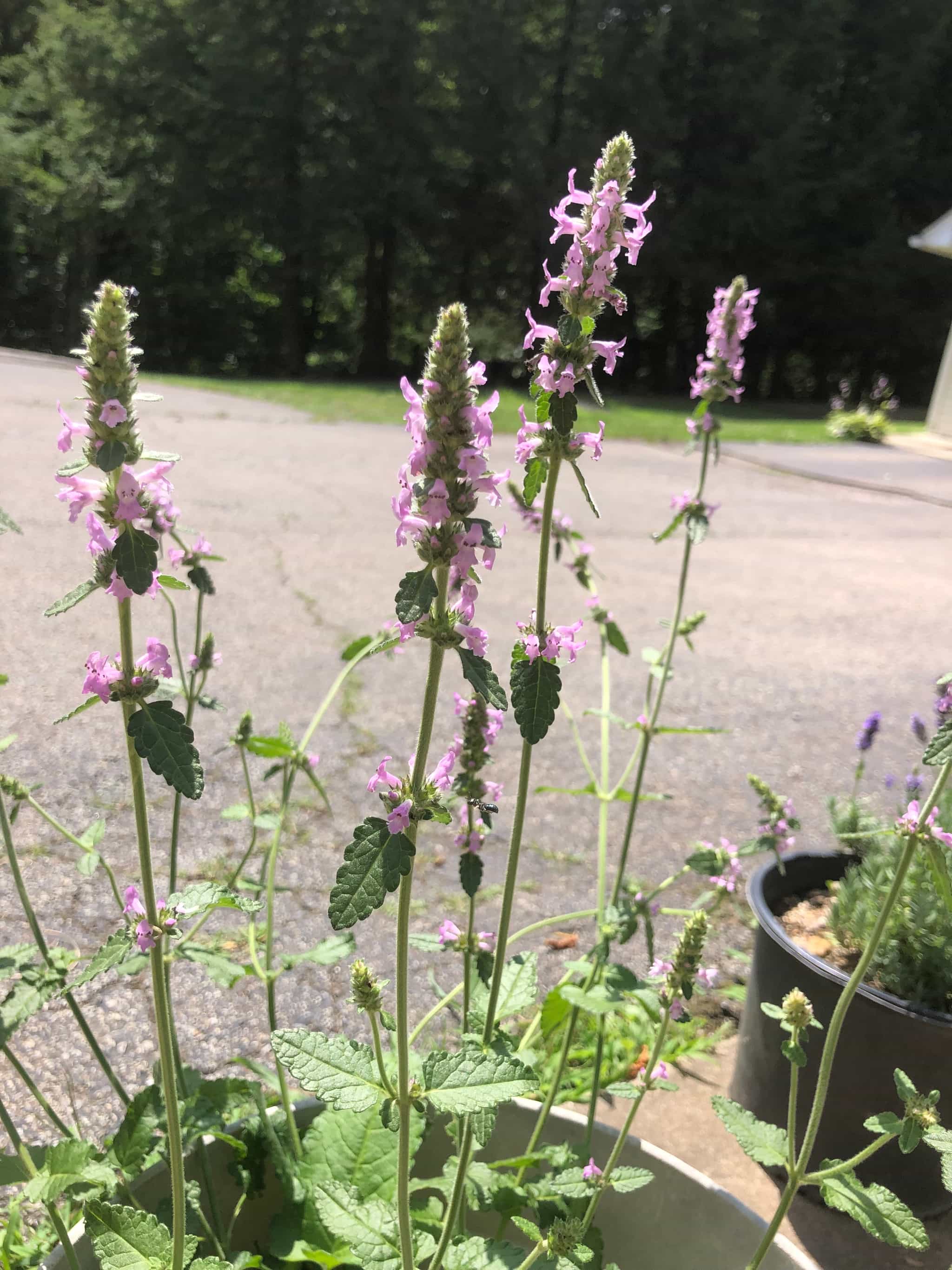 Product thumbnail #2