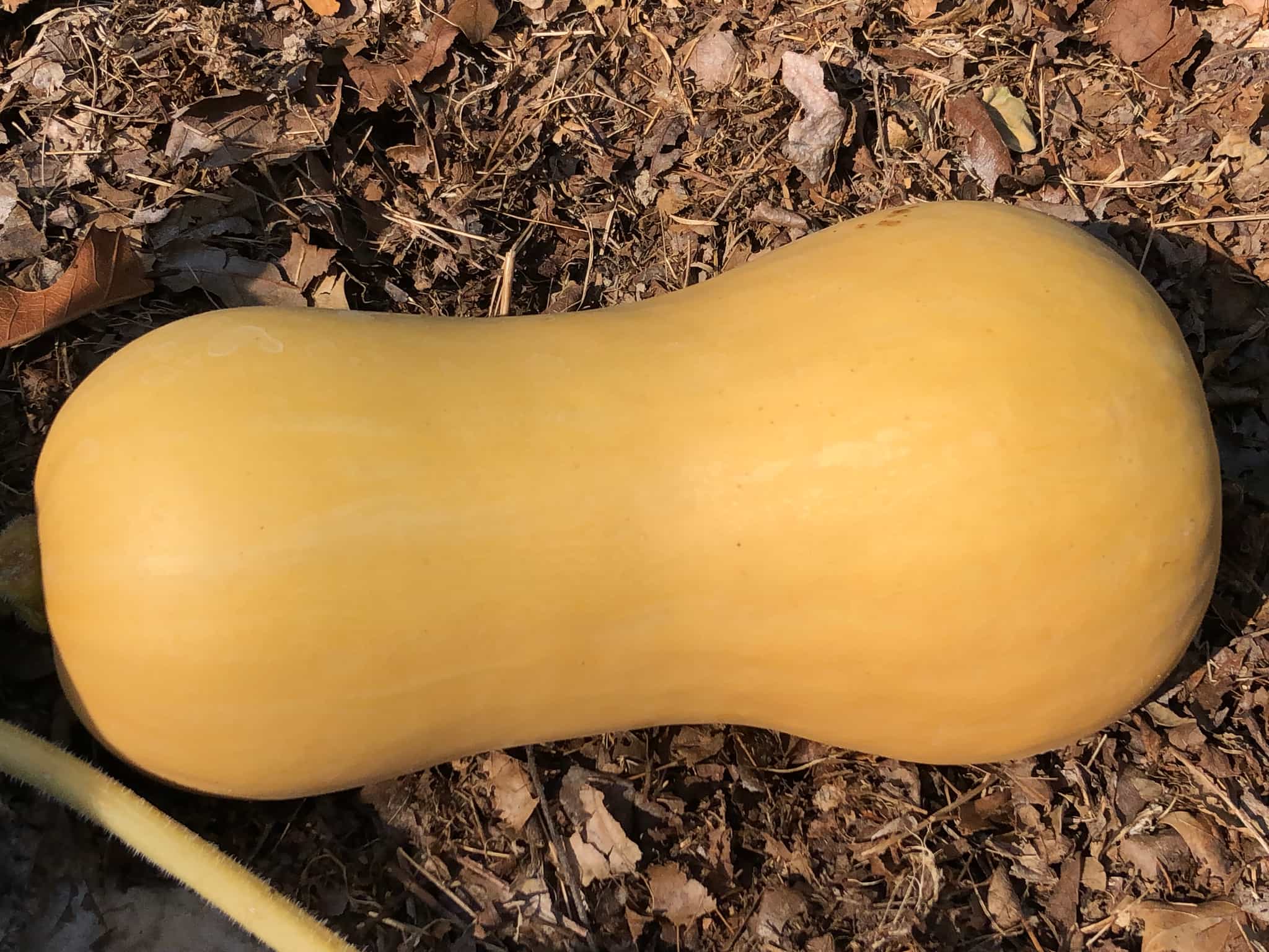Butternut Squash - Organically Grown in Central MO