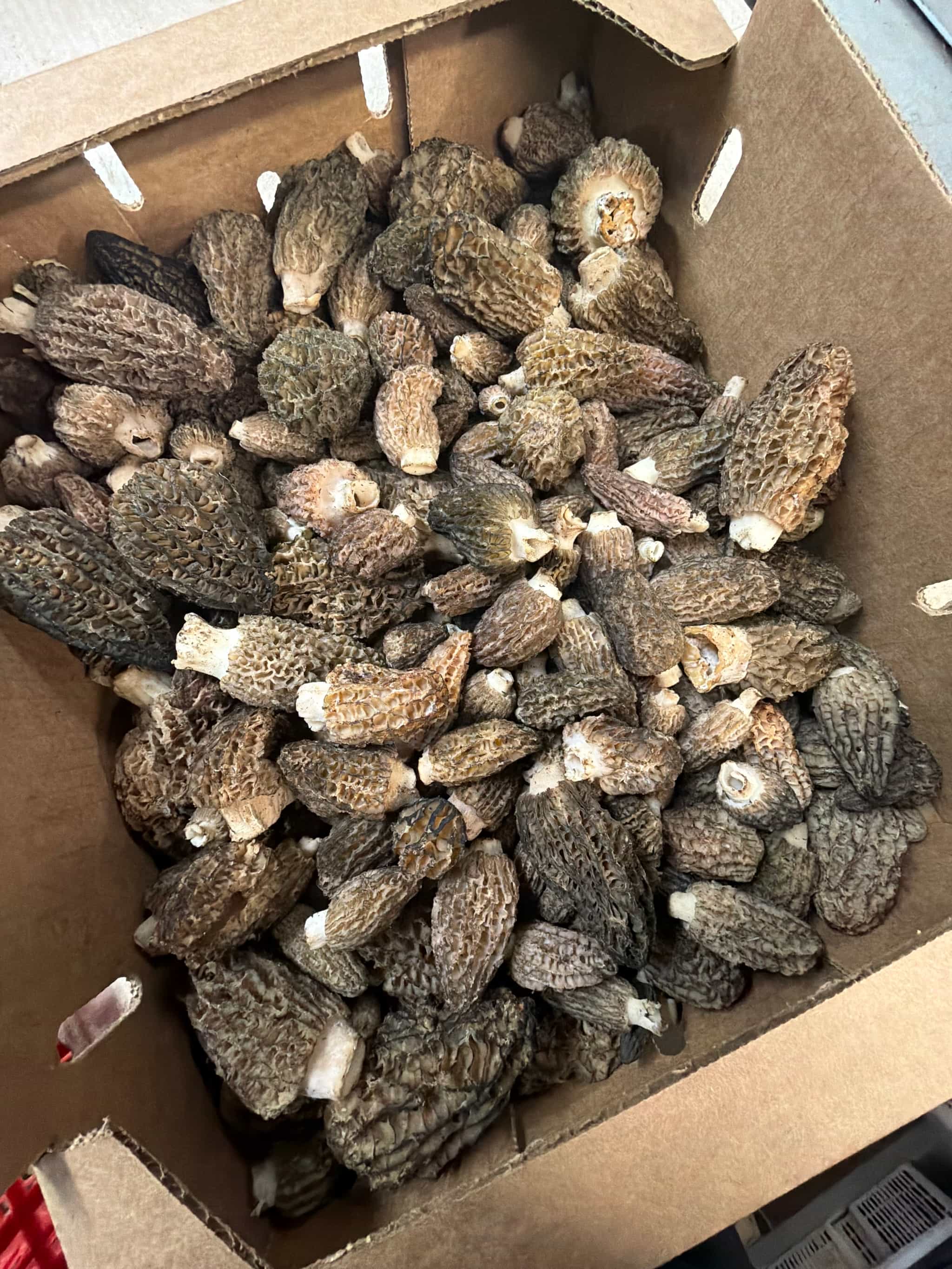 Fresh WILD Morel Mushrooms 1 lb - (Product of the USA)