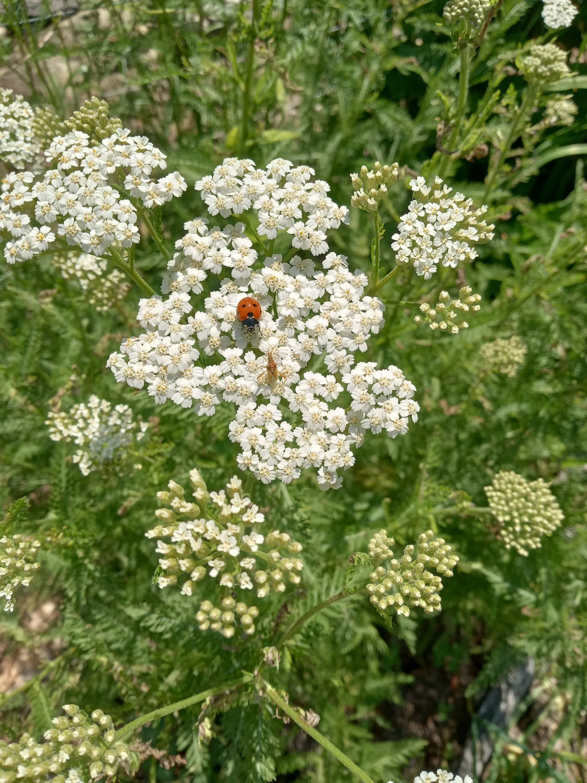 wildcrafted yarrow infused oil