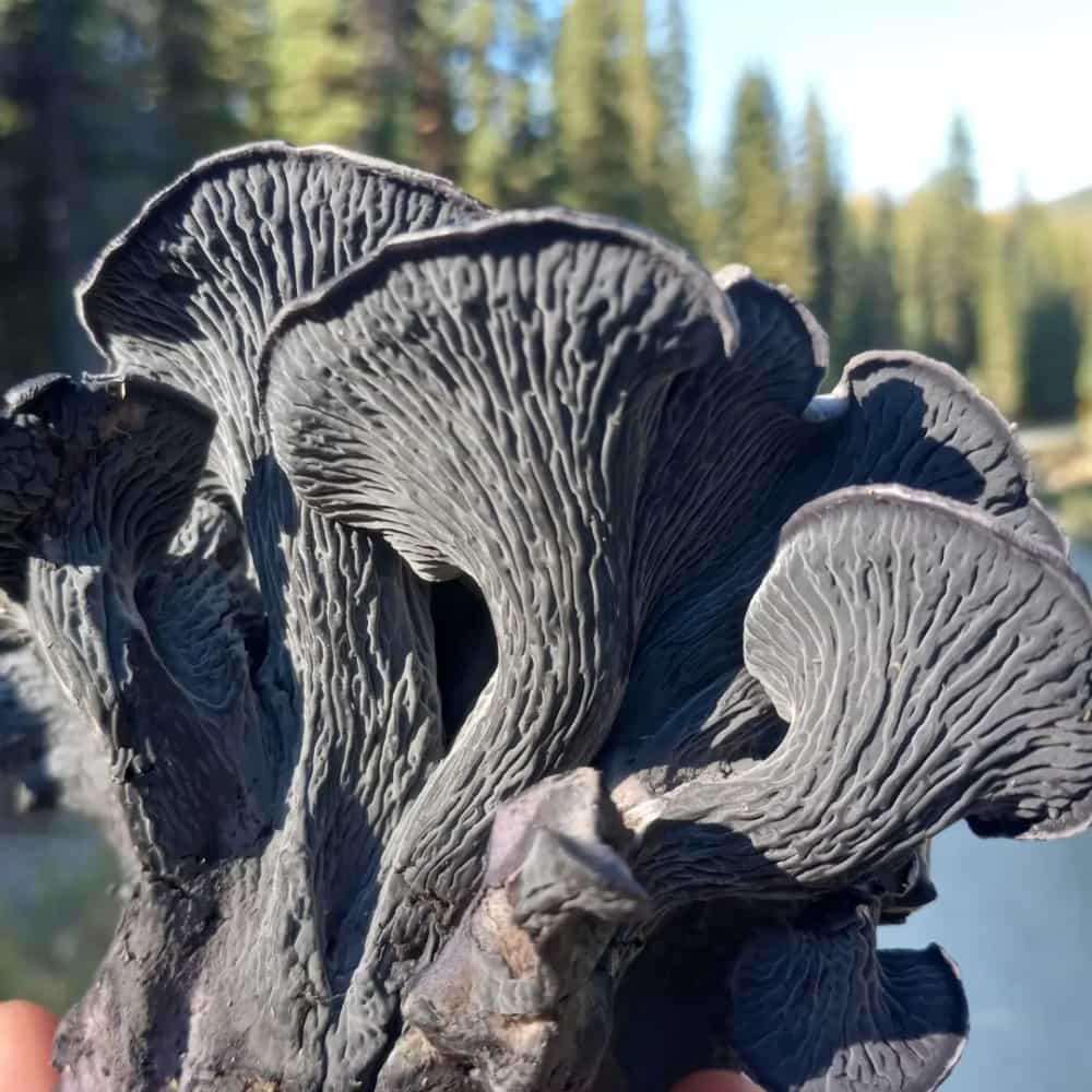 Smokey Black Chanterelle Spice Blend Foraged