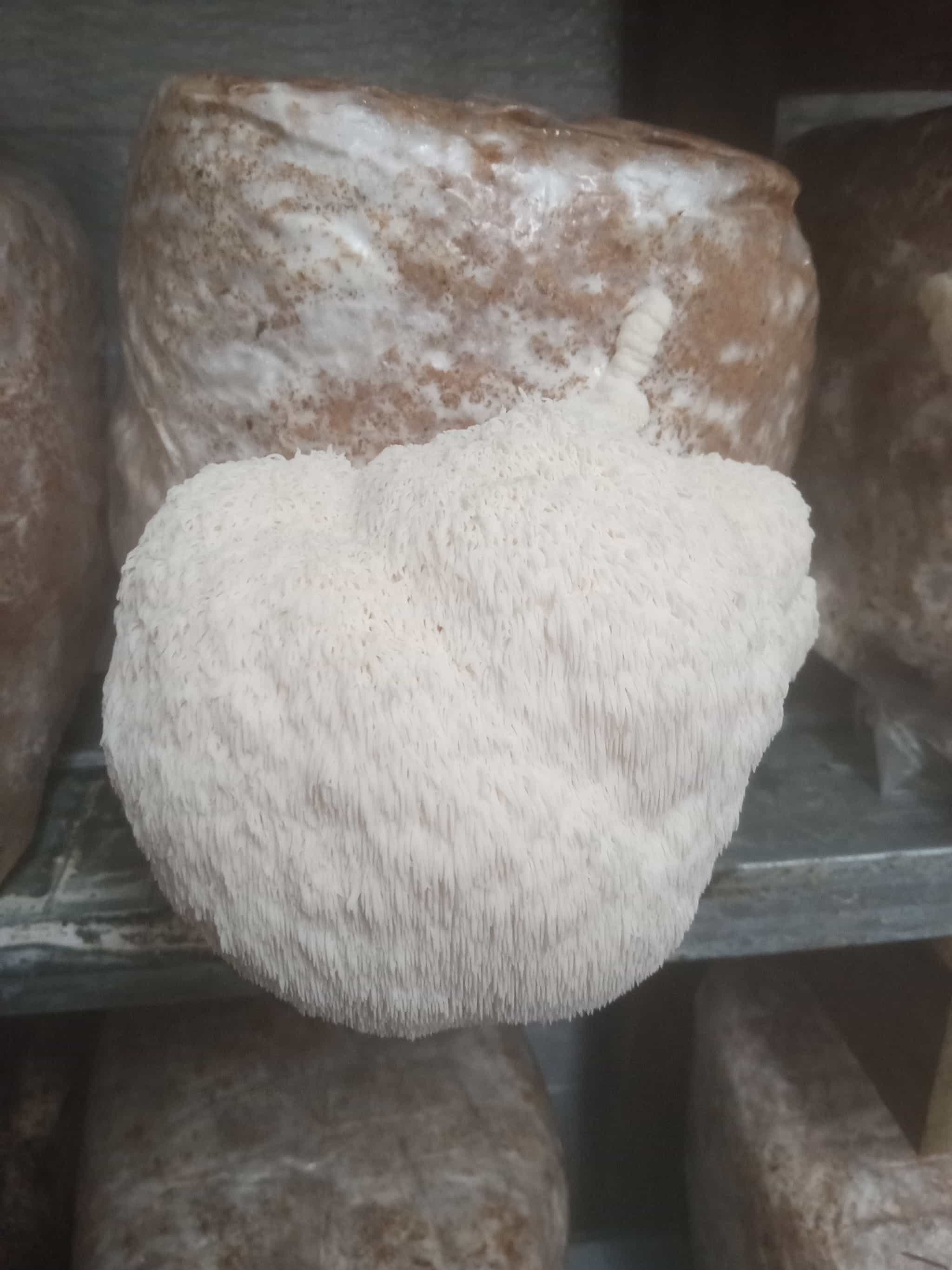 Product image #0