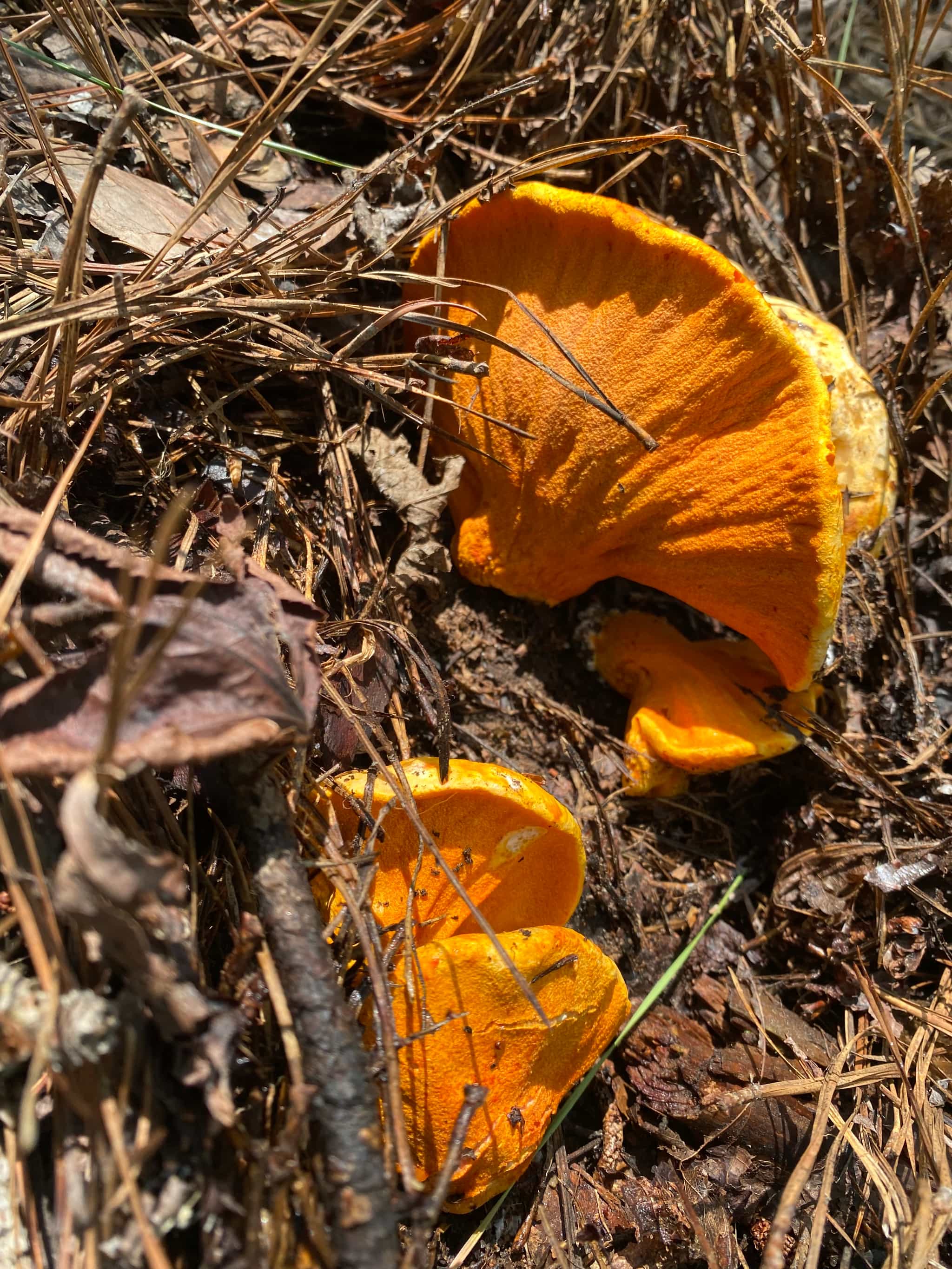 Dried Lobster Mushroom
