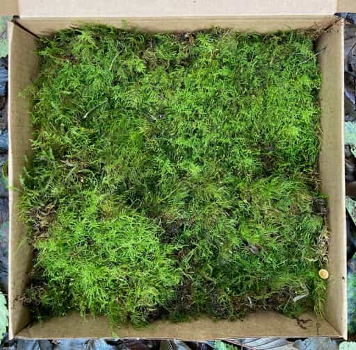 Live Moss Carpet (Terrariums, plant Orbs, Nature Art projects etc ...
