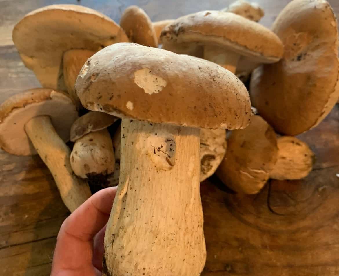 Product thumbnail #1