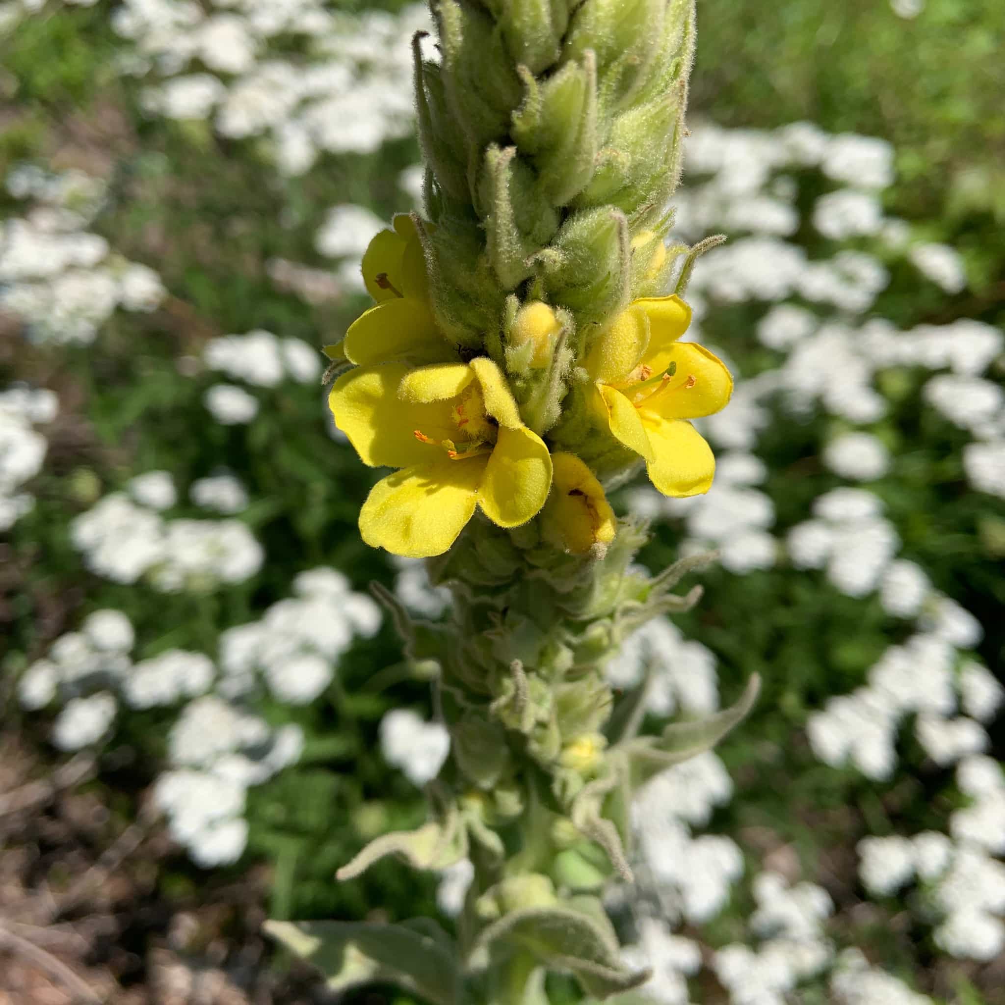 Product thumbnail #3