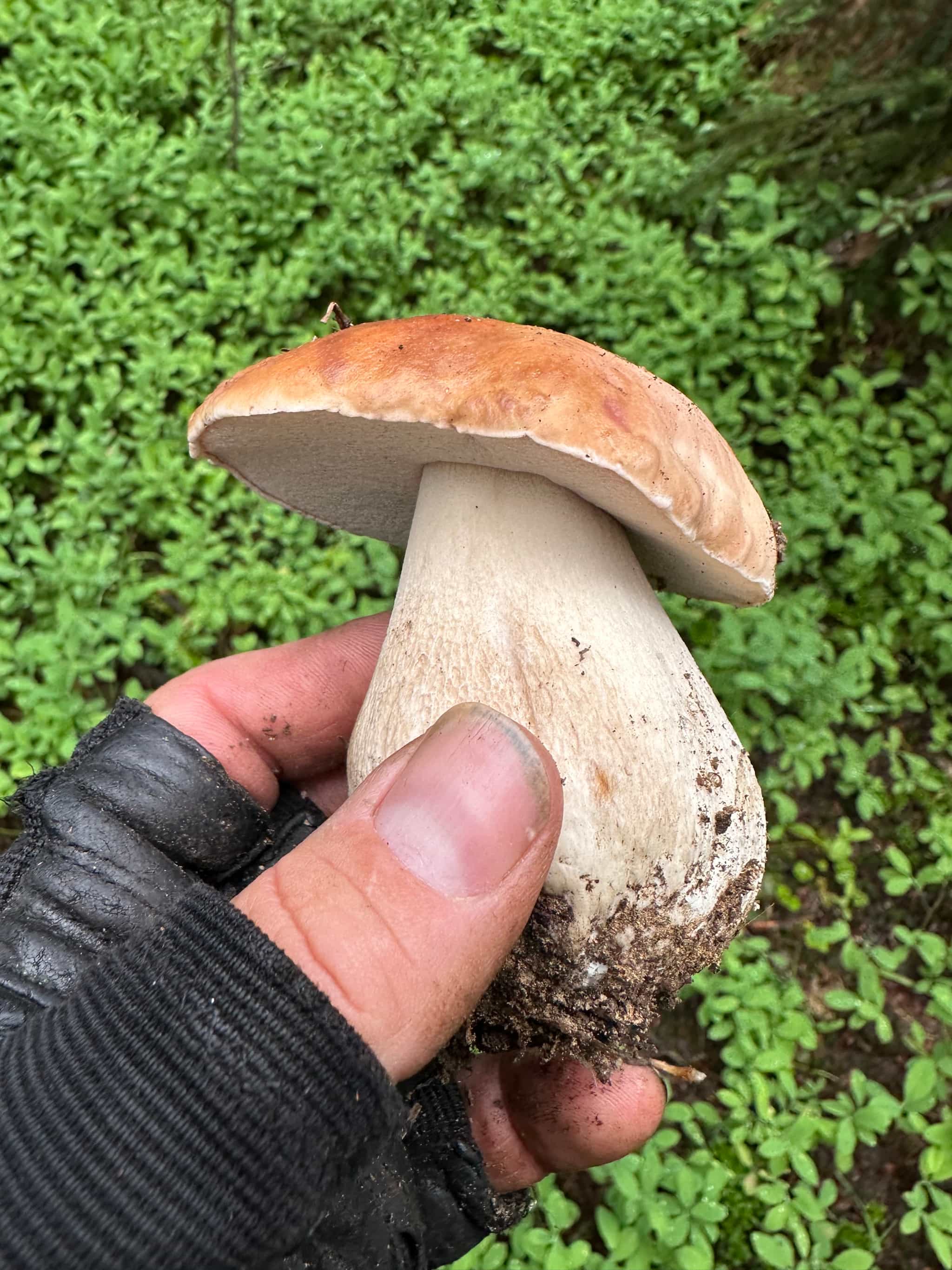 Dried Porcini Mushrooms - 16oz