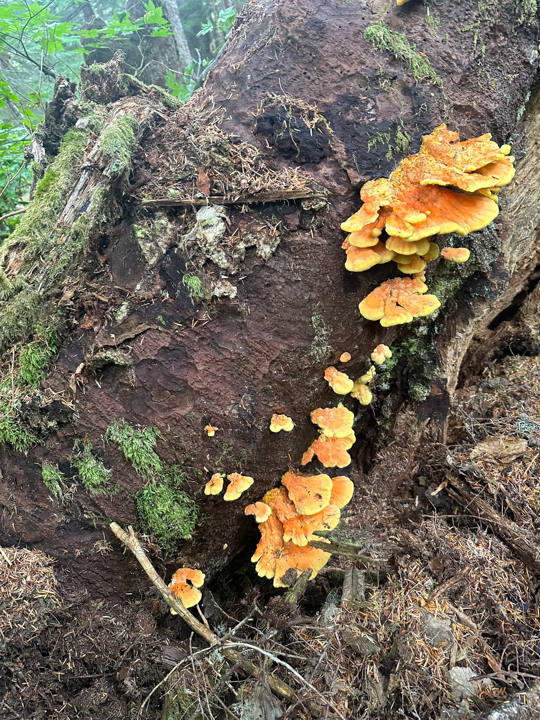 16oz Chicken of the Woods - Dried