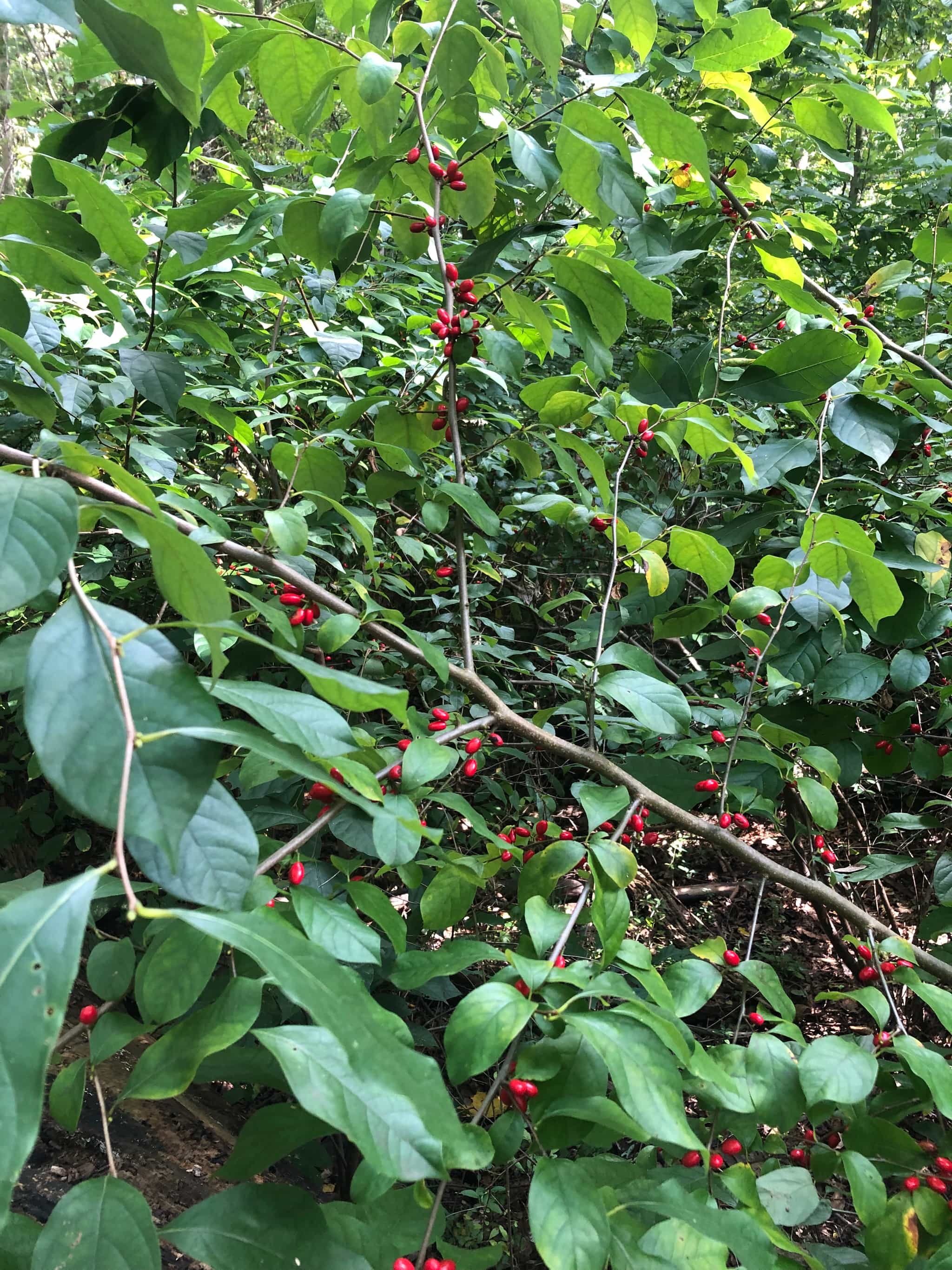 Product thumbnail #3