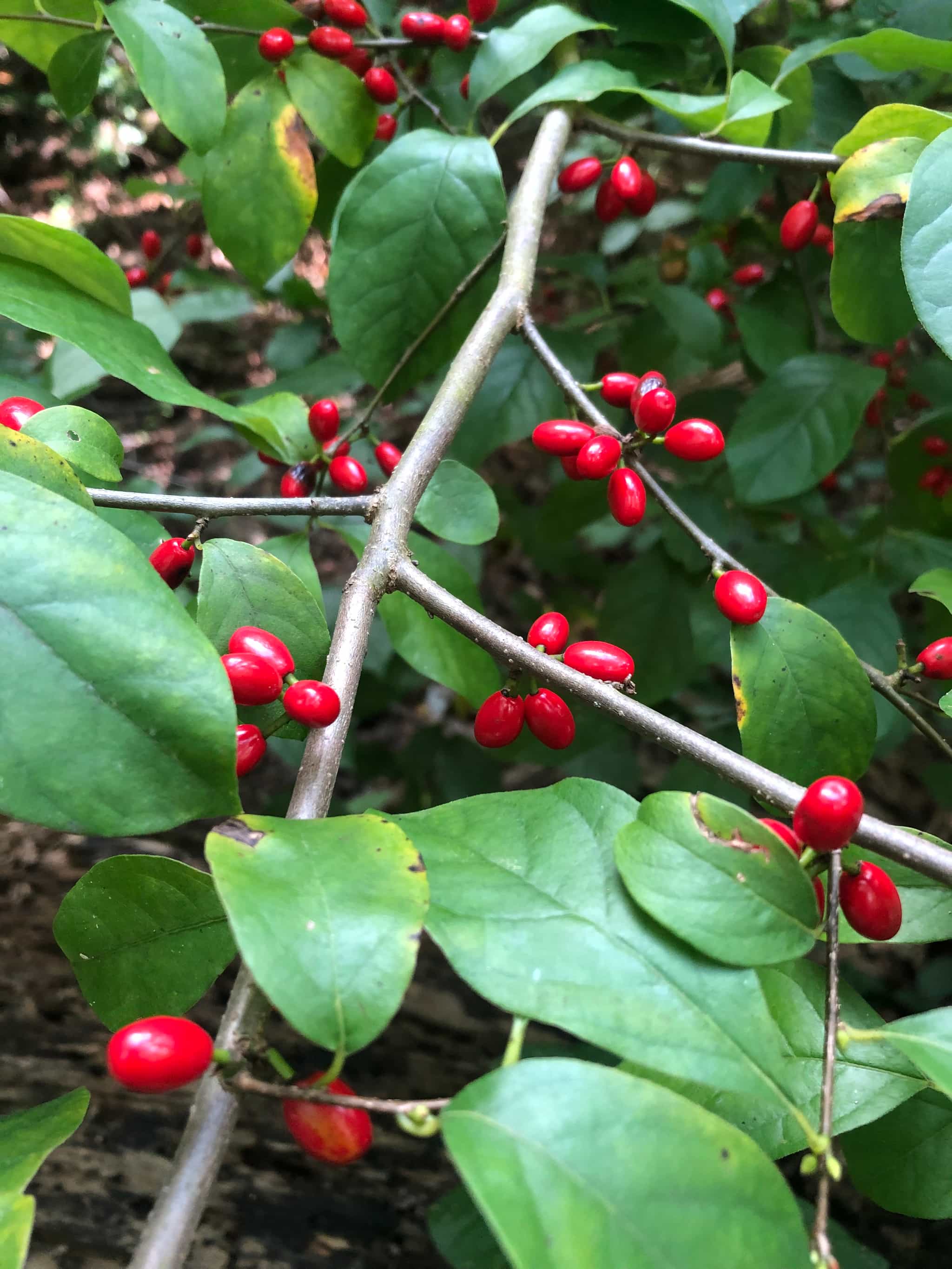 Product thumbnail #2