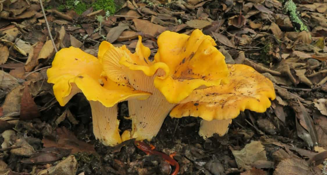 Fresh White/Hybrid Chanterelles (1 lb)