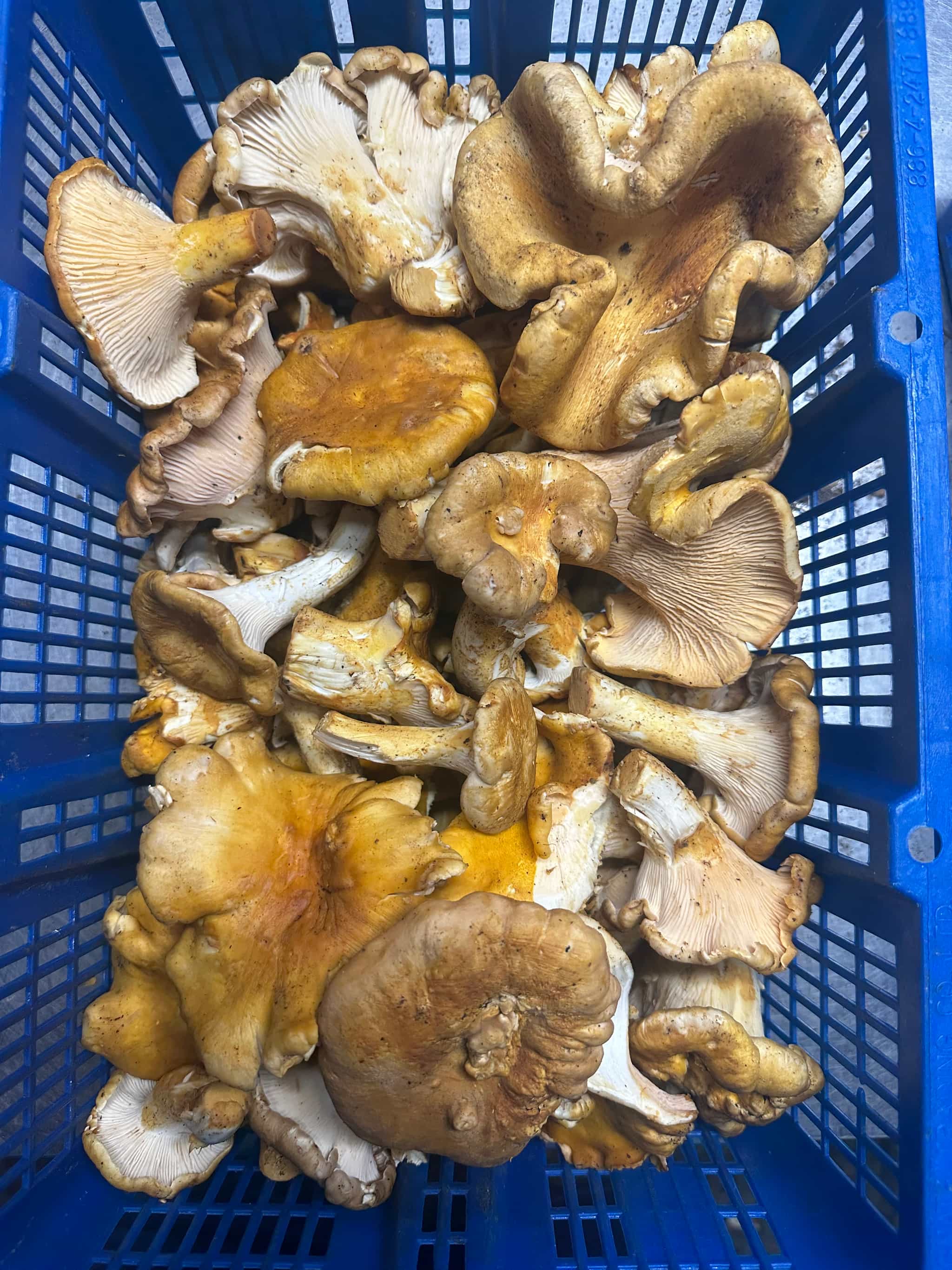 Fresh Oregon Chanterelles (1 lb) - Product of Oregon Coast