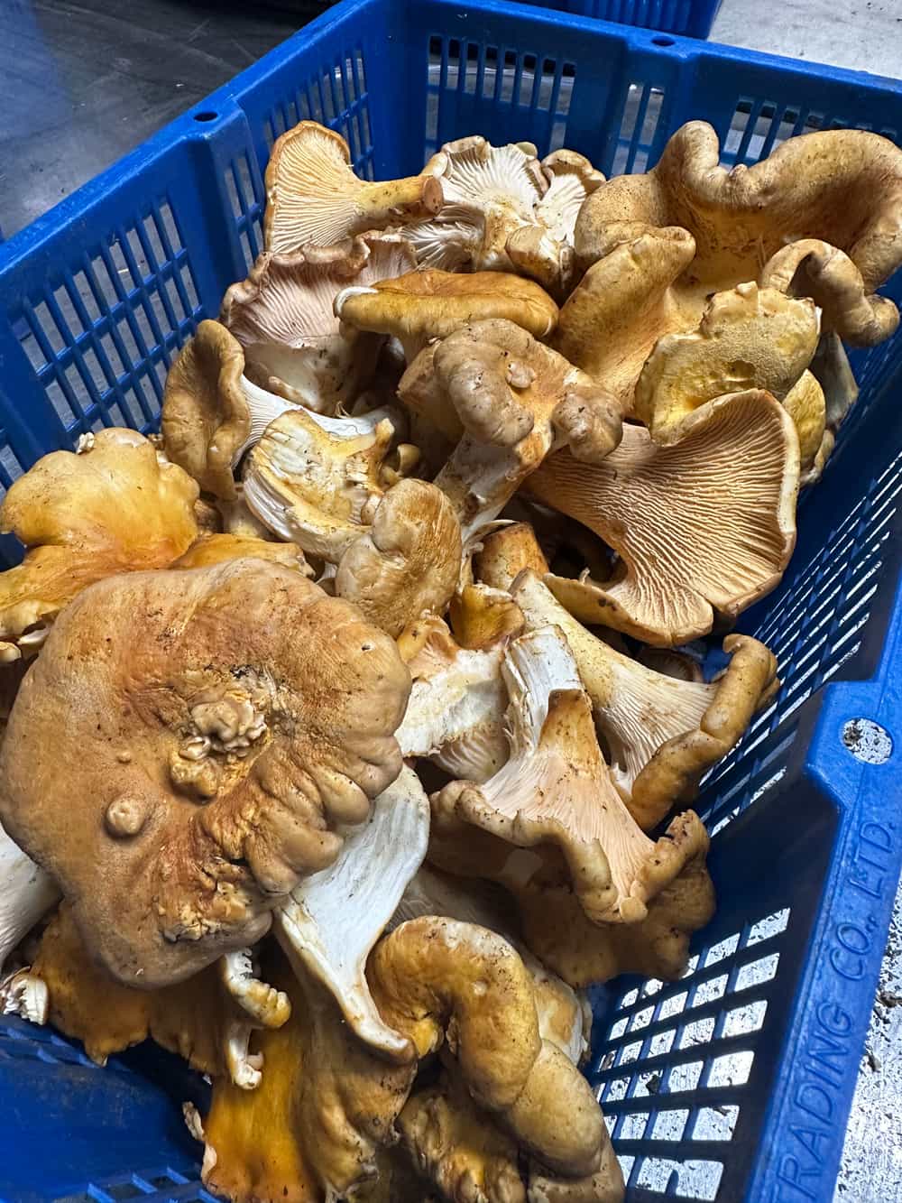 Fresh Oregon Chanterelles (1 lb) Product of Oregon Foraged