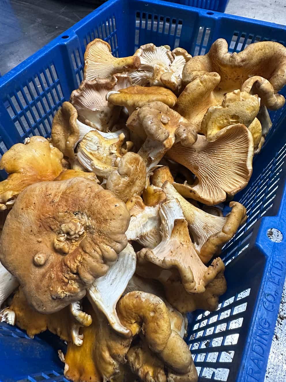 Fresh Oregon Chanterelles (1 lb) Product of Oregon Foraged