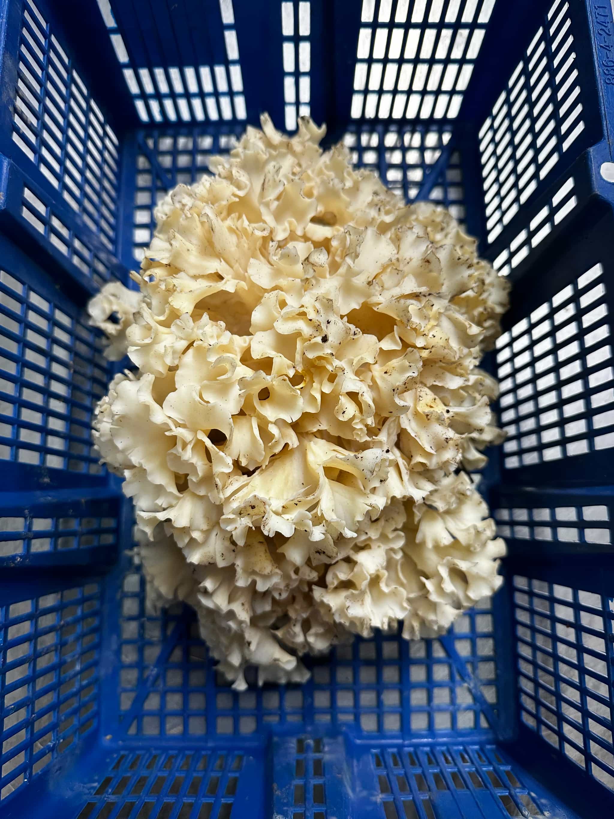 Product thumbnail #1