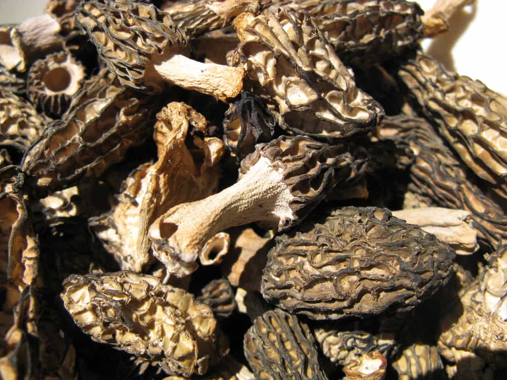 Dried Minnesota Black Morels Foraged