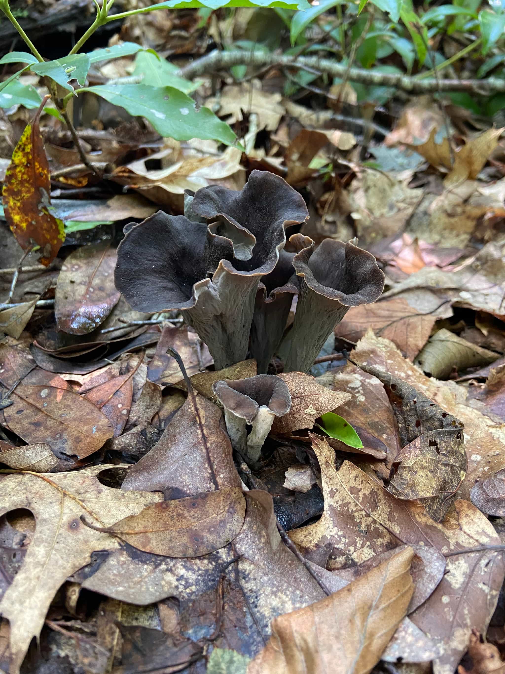 Product thumbnail #2