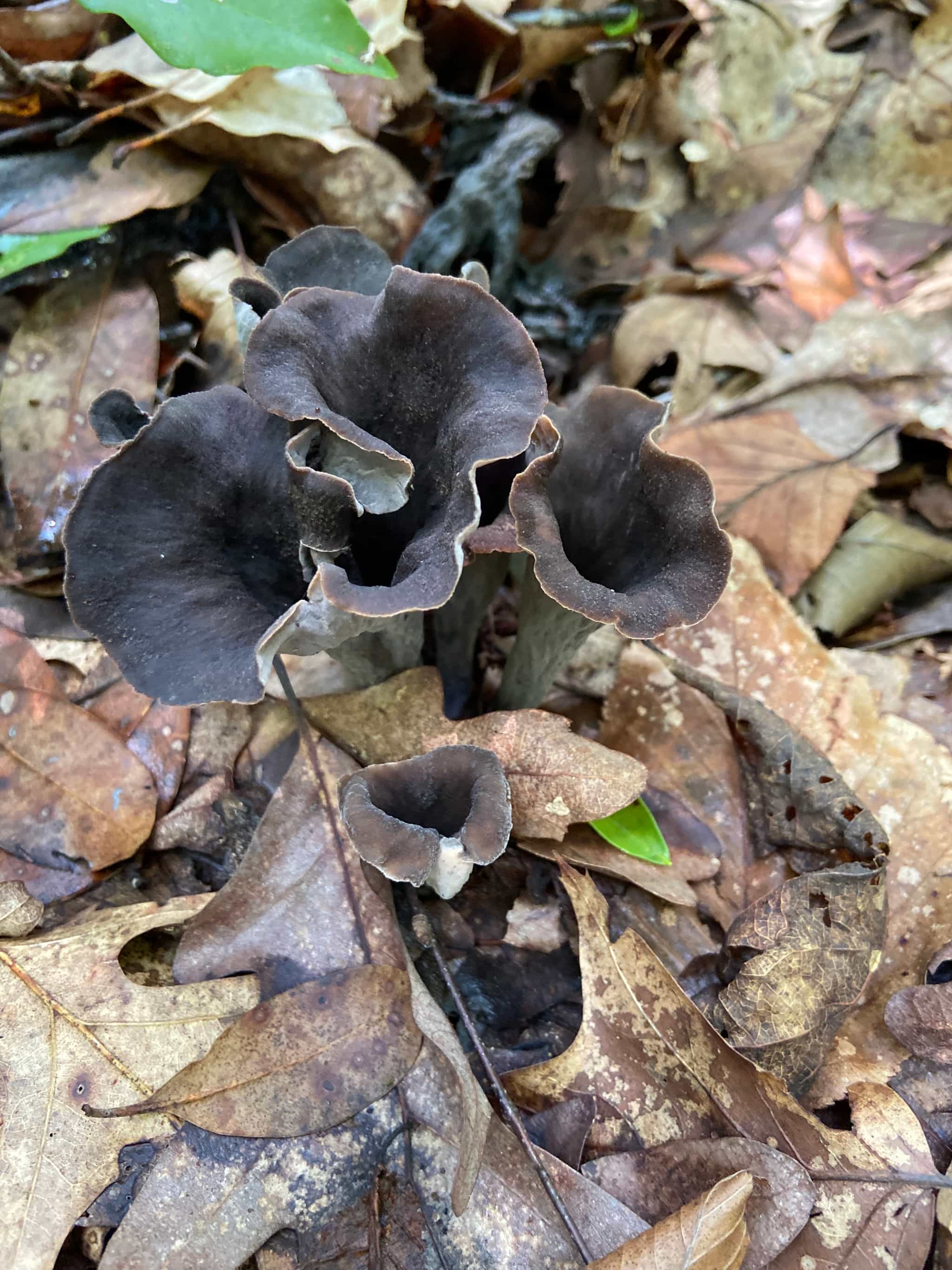 BUNDLE* WILD FORAGED DRIED MUSHROOMS | MAITAKE (HEN OF THE WOODS