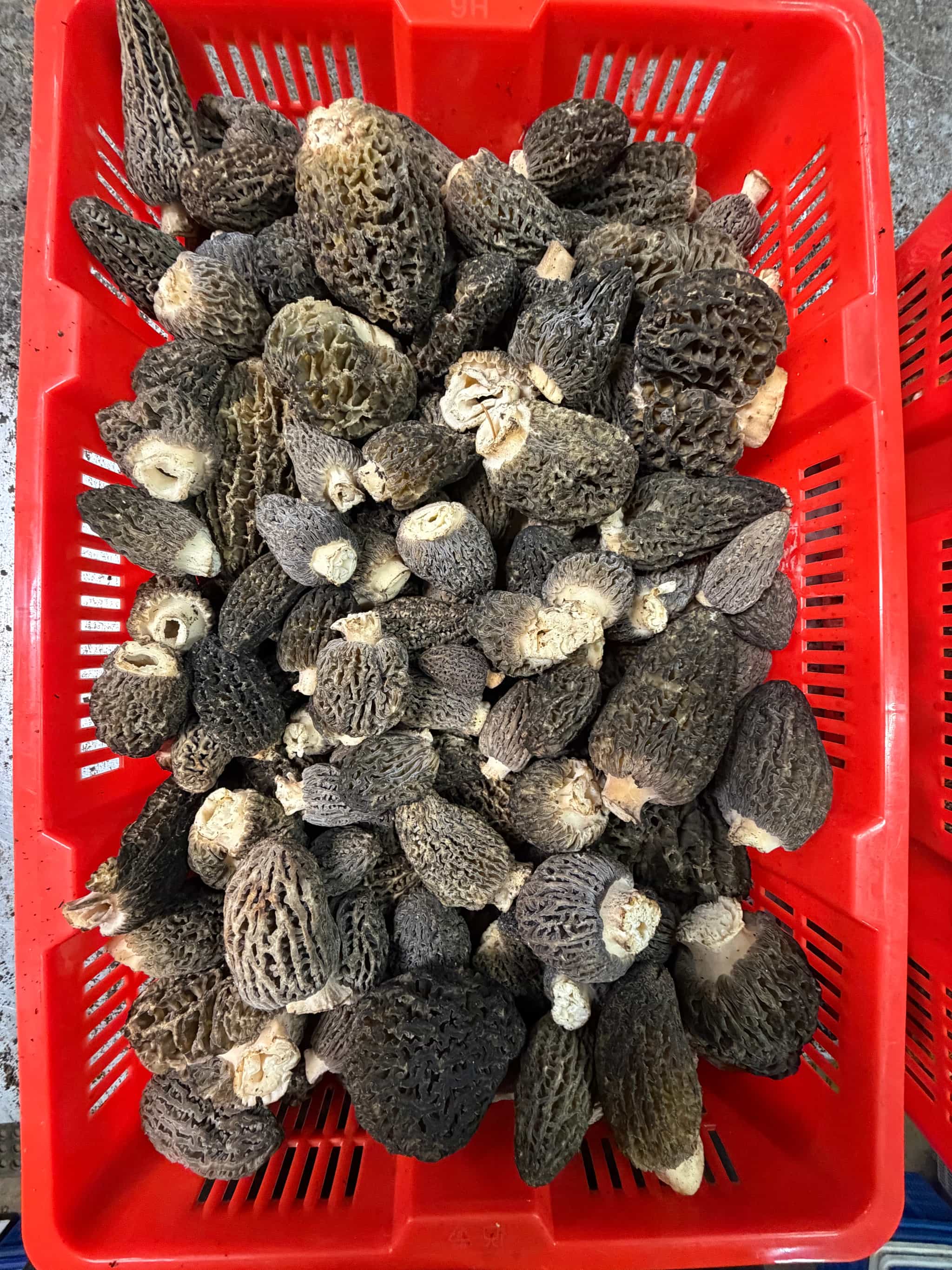 Fresh WILD Morel Mushrooms 1 lb - (Product of the USA)
