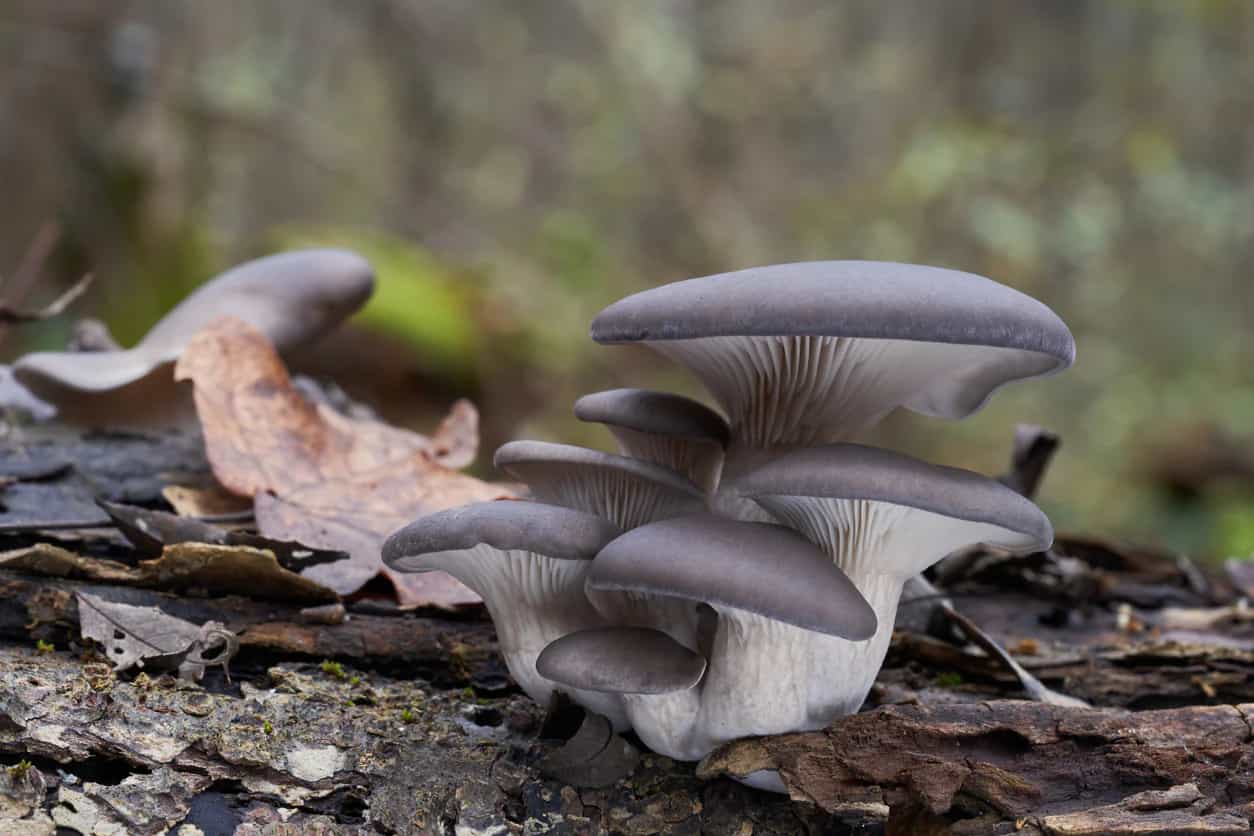 Product thumbnail #6