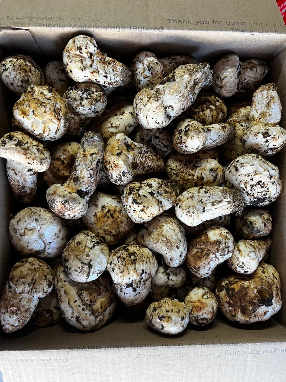 FRESH MATSUTAKE MUSHROOMS GRADE 1 Foraged