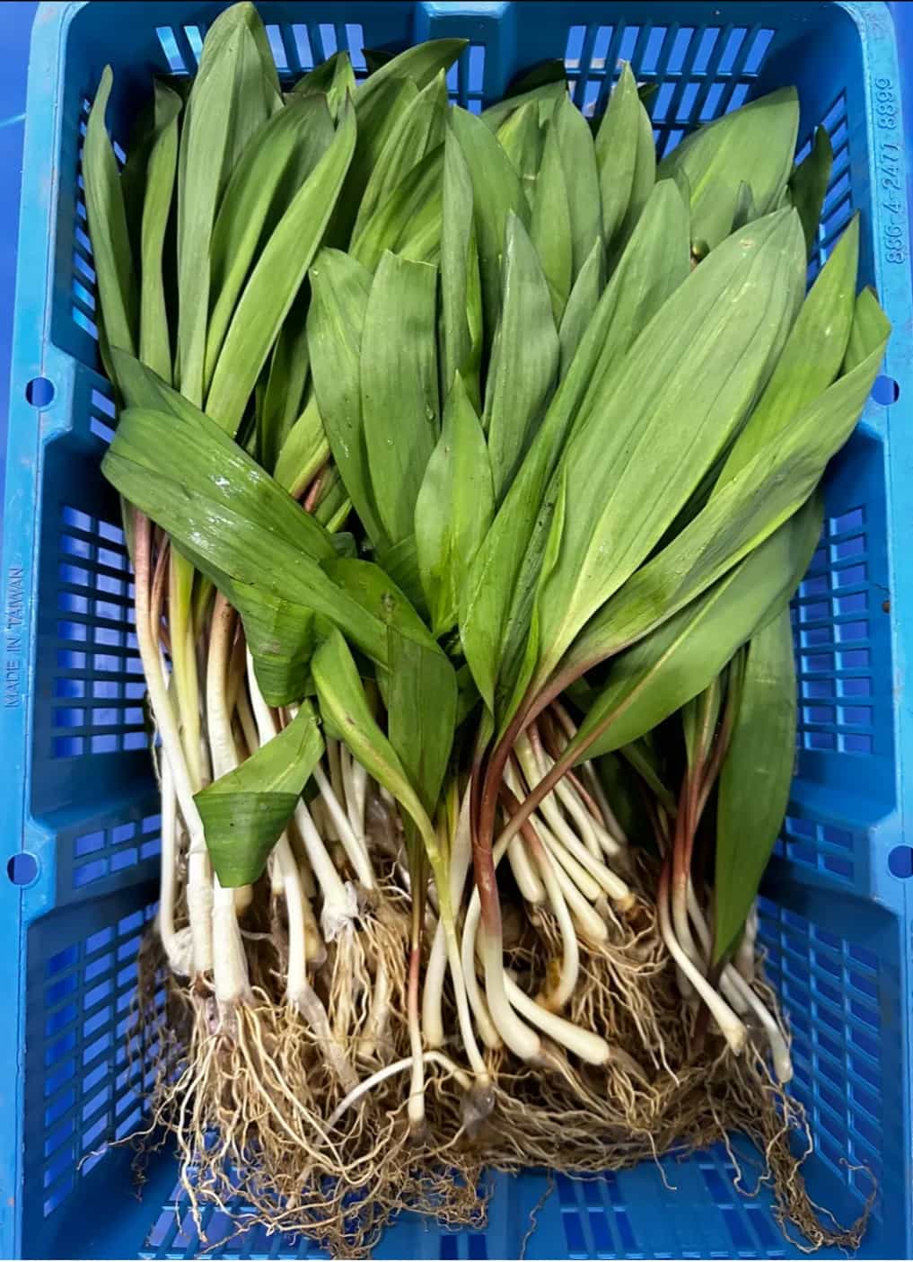 Fresh Wild USA Ramps (1 lb)