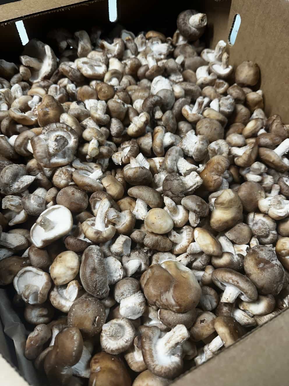 Buy - Fresh Baby Shiitake Mushrooms (1 lb)