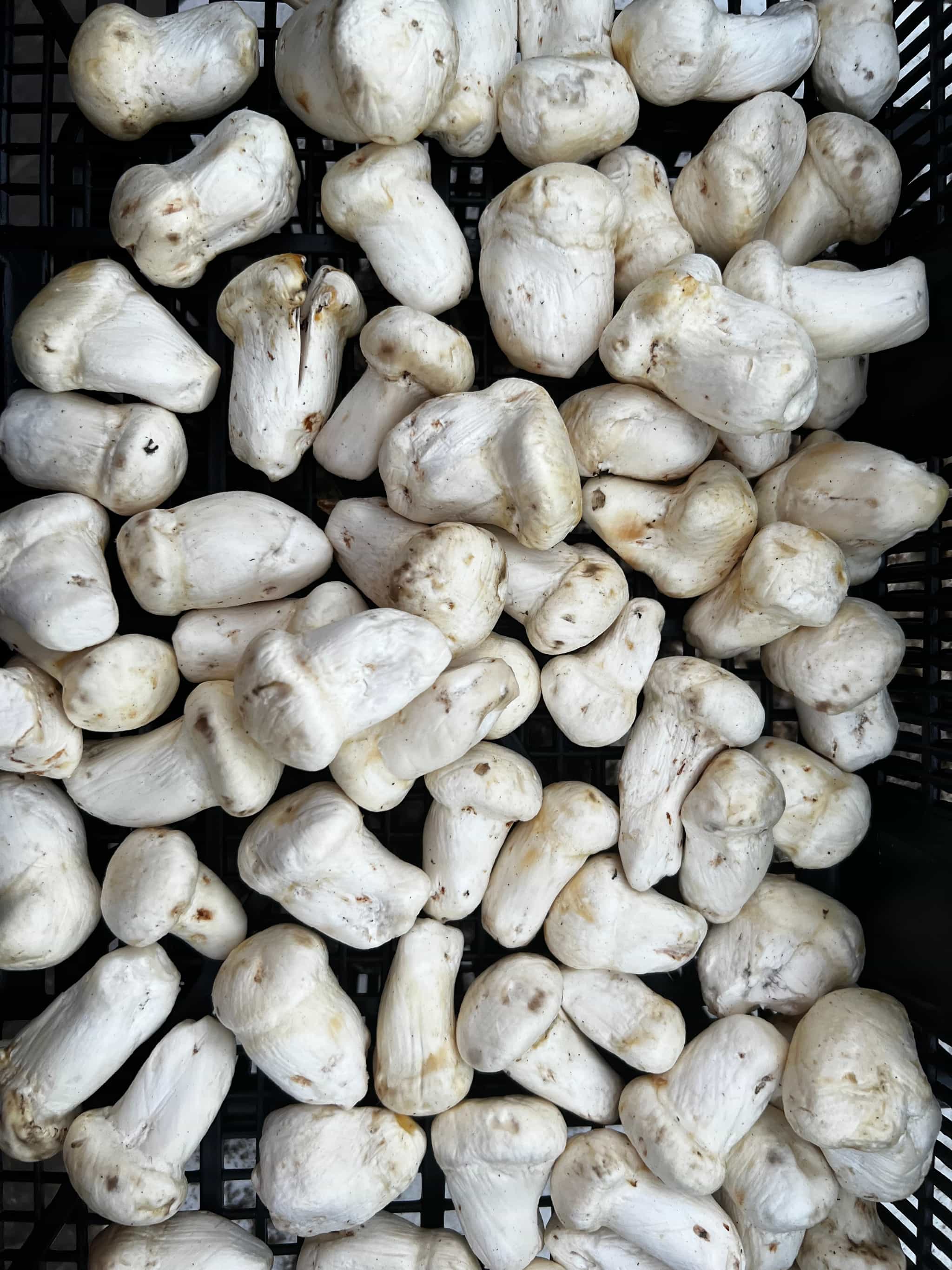 Product thumbnail #2