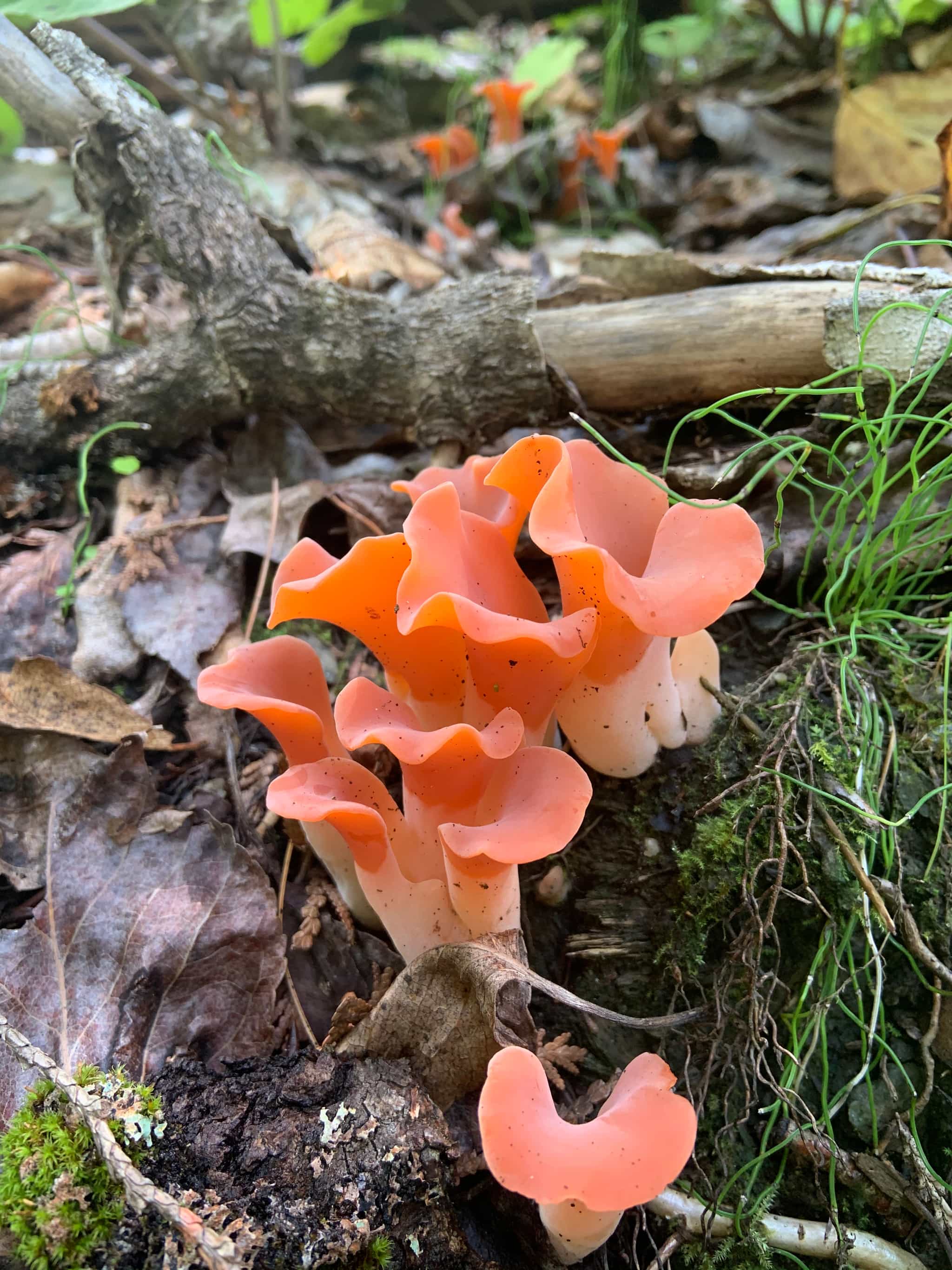 Product thumbnail #2