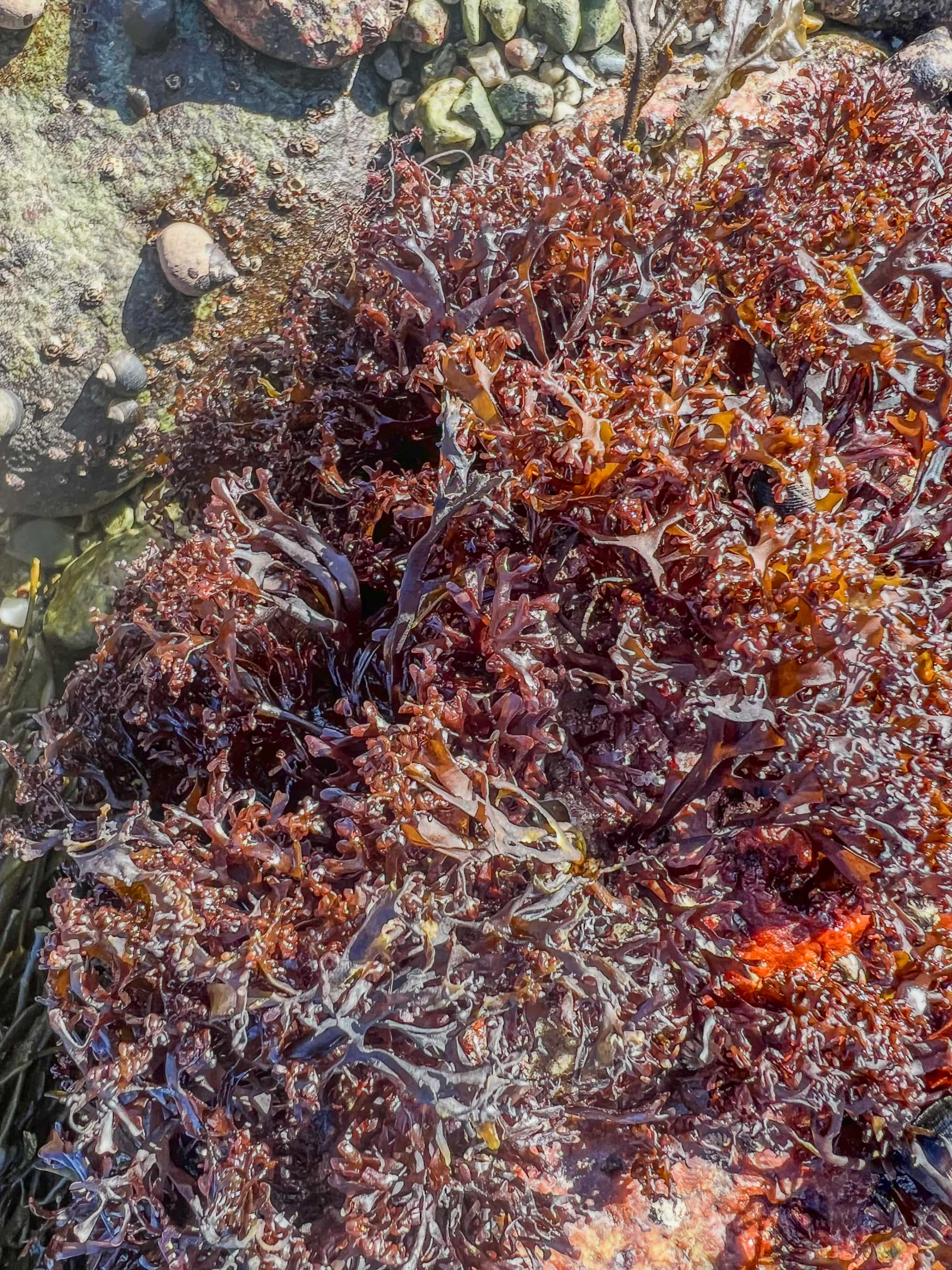 Product thumbnail #2