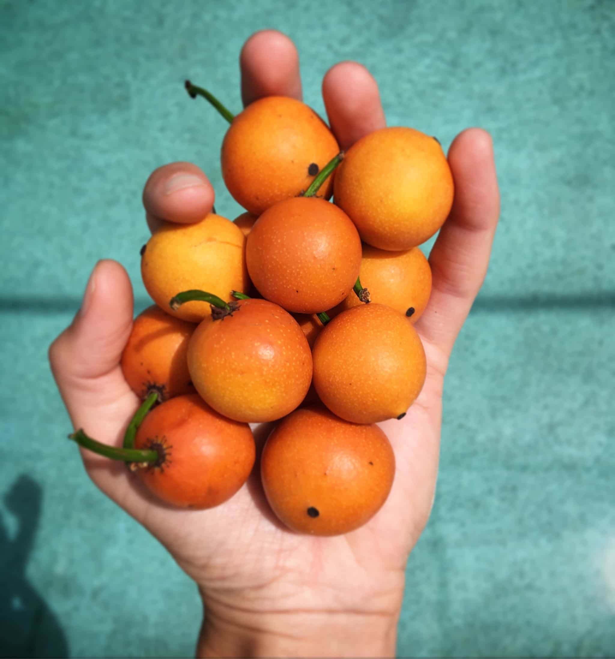 Lemon Drop Mangosteen (Garcinia intermedia)