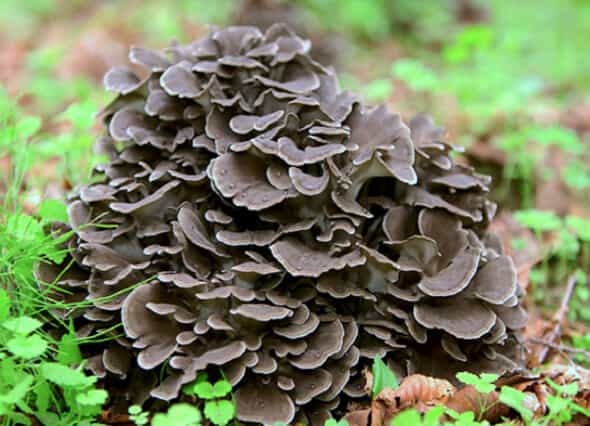 Product thumbnail #1