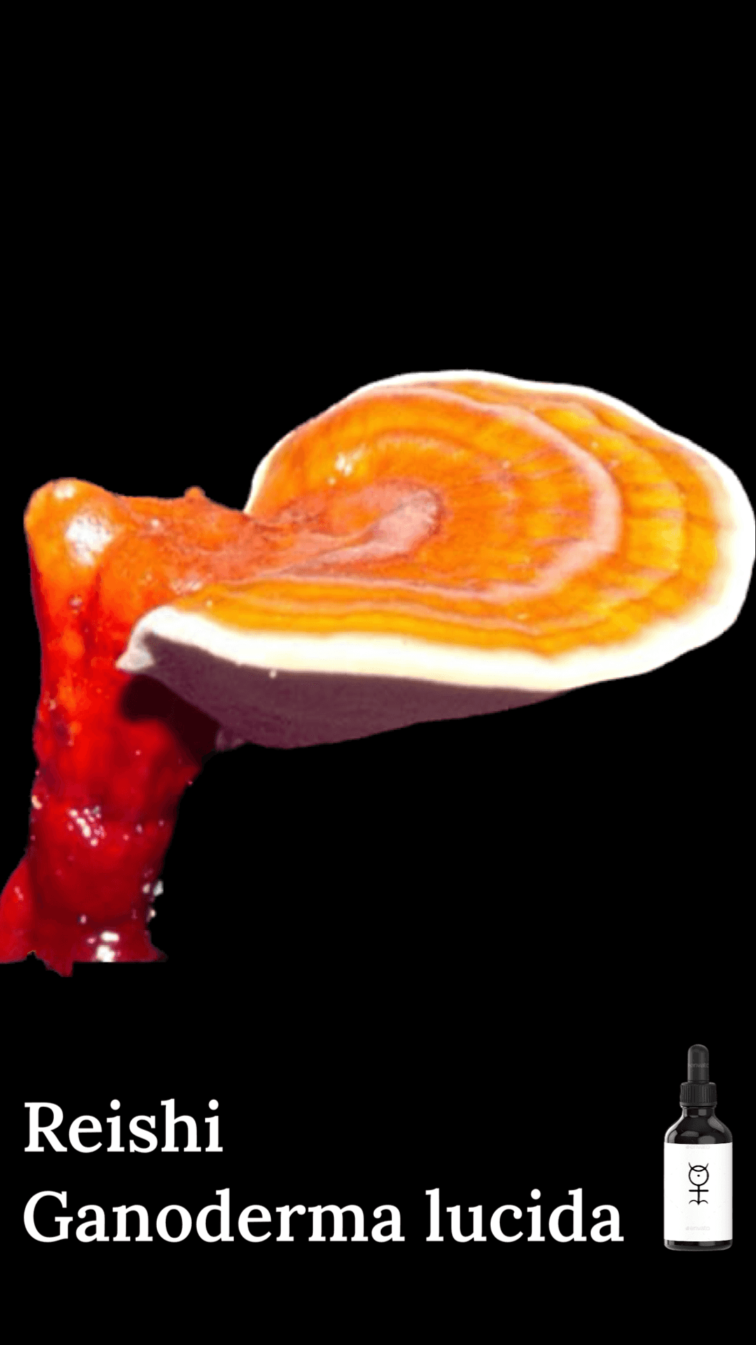 Ganoderma lucida - Reishi