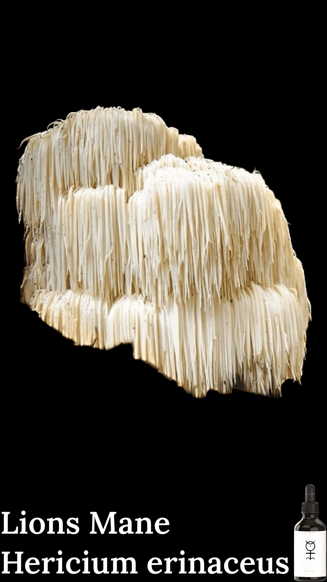 Lions Mane