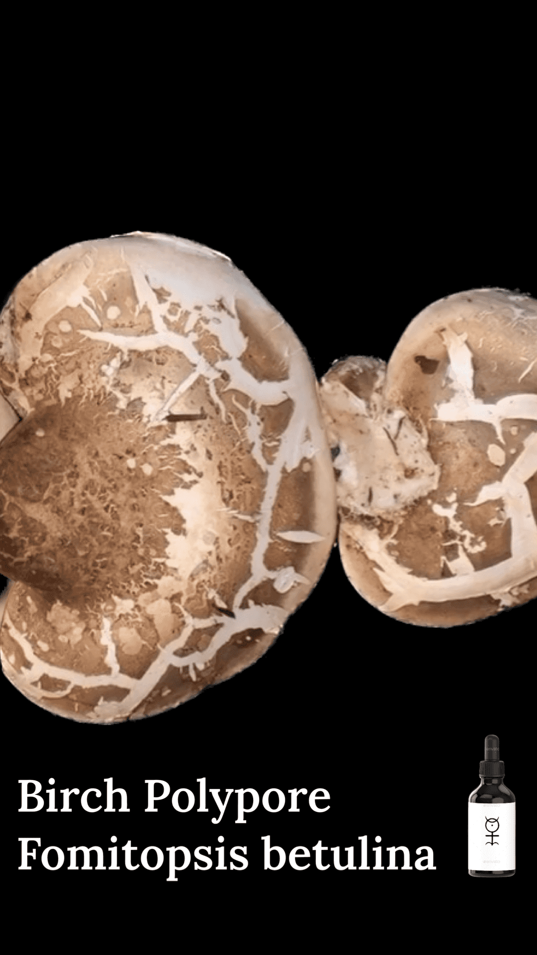 Birch Polypore - Fomitopsis betulina