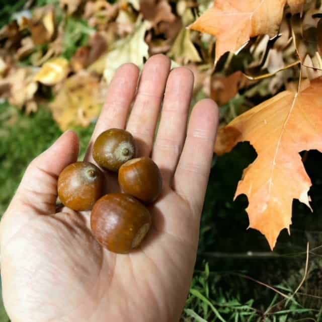 One Pound 2023 Wild foraged Pennsylvania Oak Acorns without caps | Oak ...