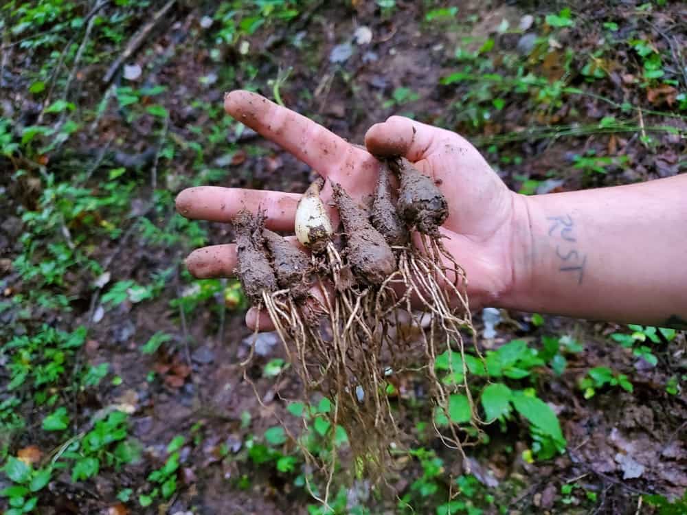 Wild Ramps (bulbs only) for planting Foraged