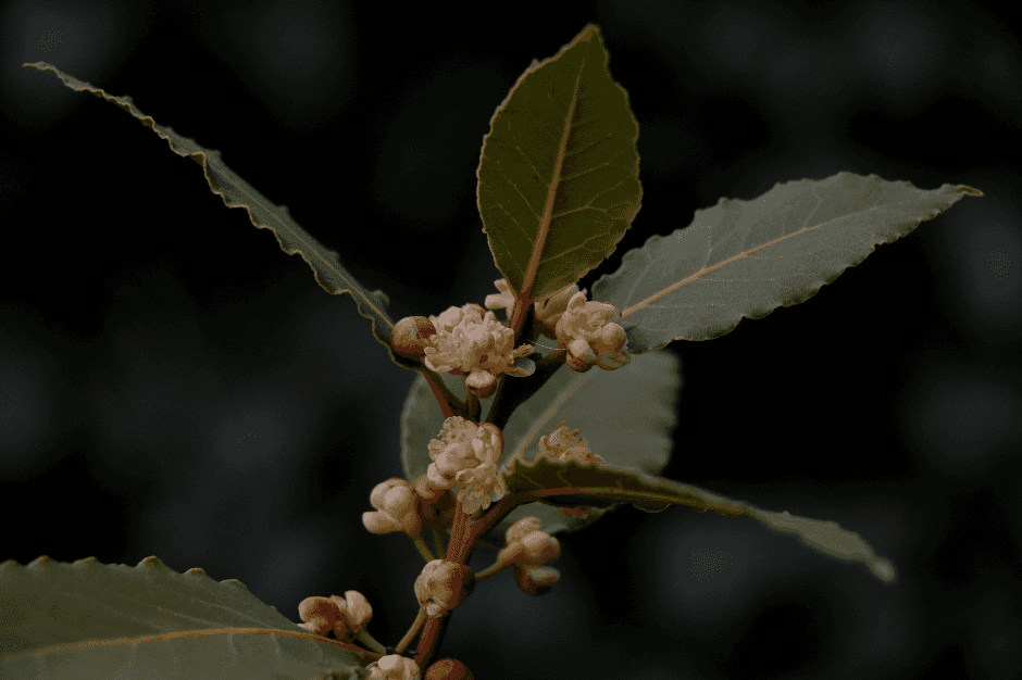 Product thumbnail #1